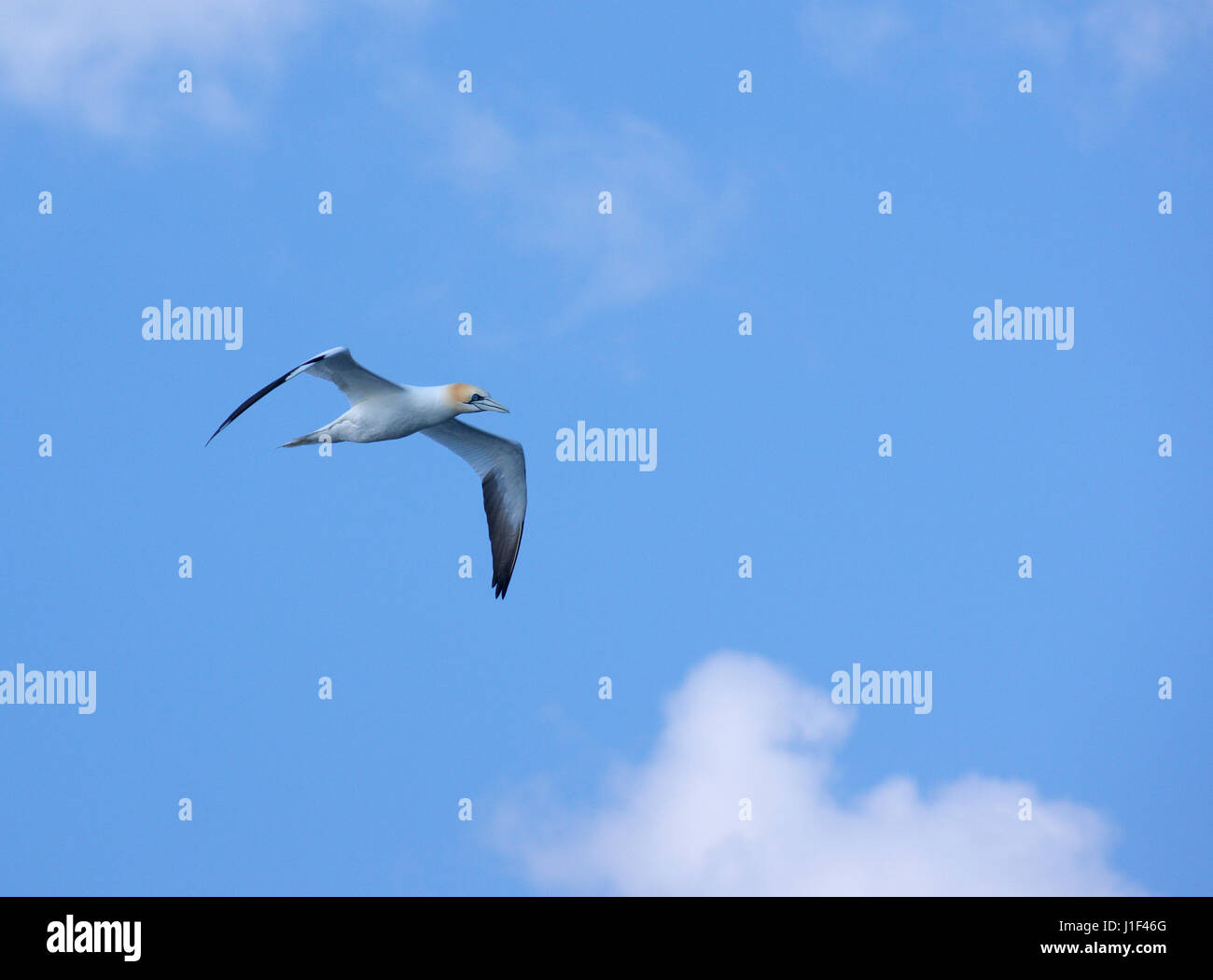 Northern gannet (Morus bassanus) flying Stock Photo