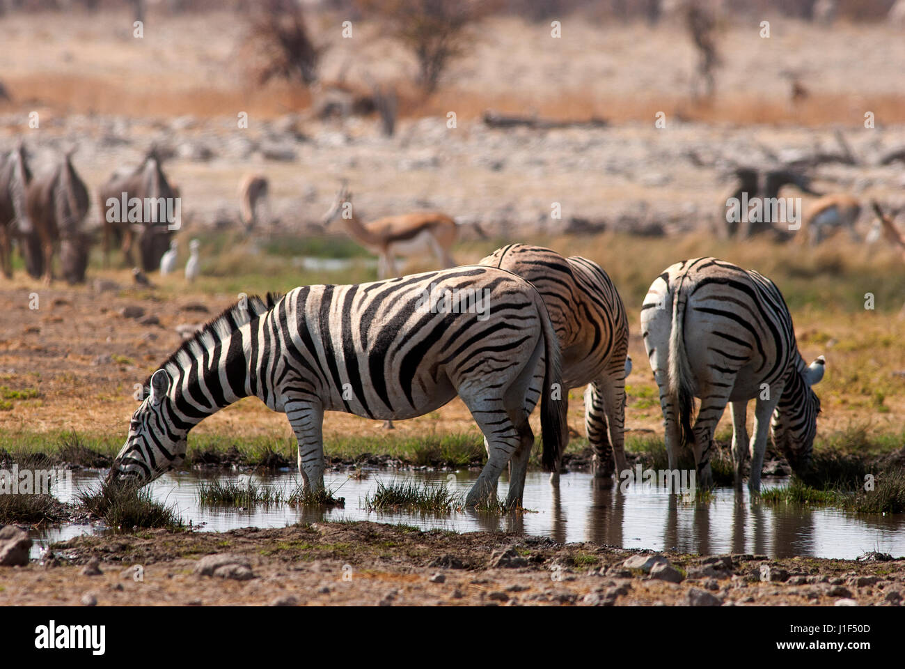 Zebras at Rietfontein waterhole, Etosha National Park, Namibia Stock Photo