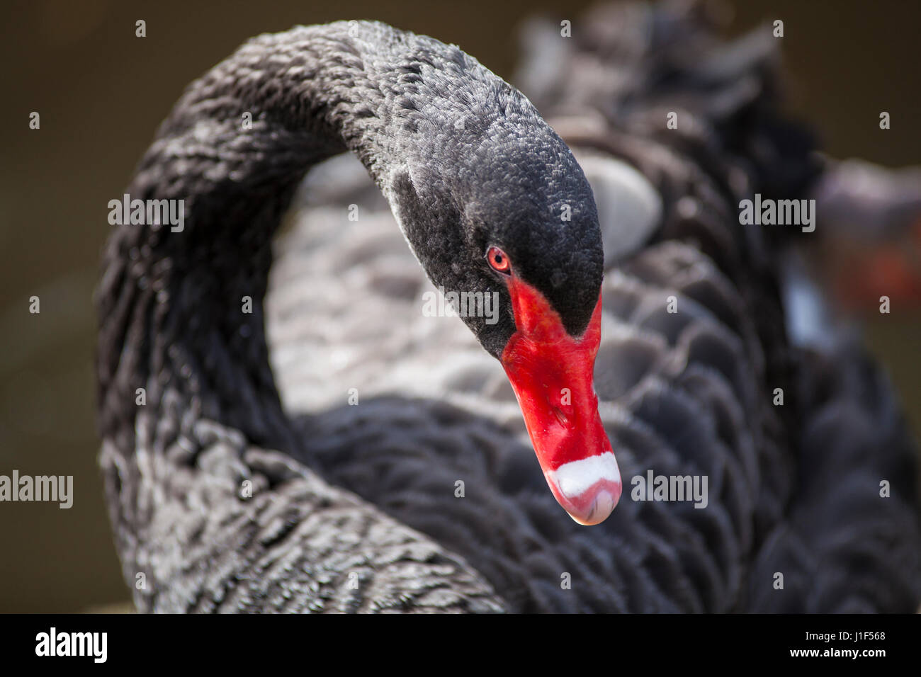 black swan, Santa Barbara Zoo, Santa California Stock Photo - Alamy