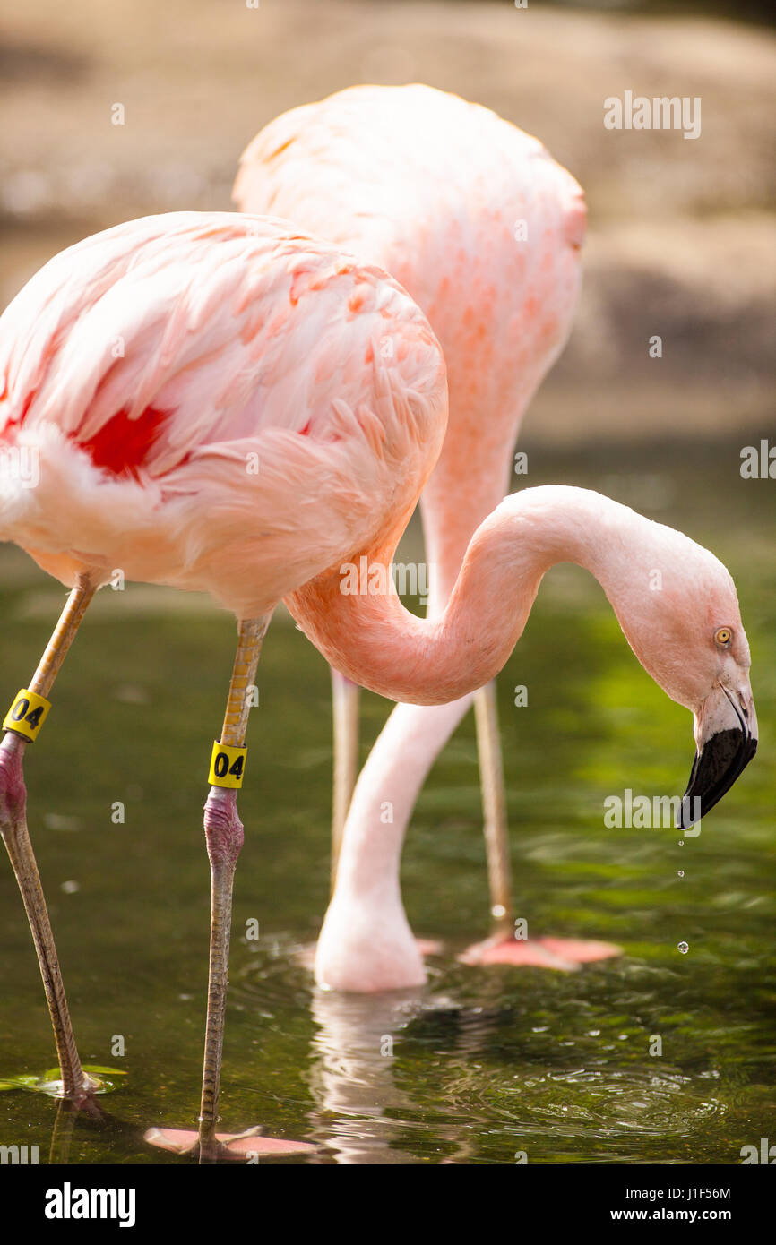 Chilean Flamingo, Santa Barbara Zoo, Santa Barbara, California Stock Photo