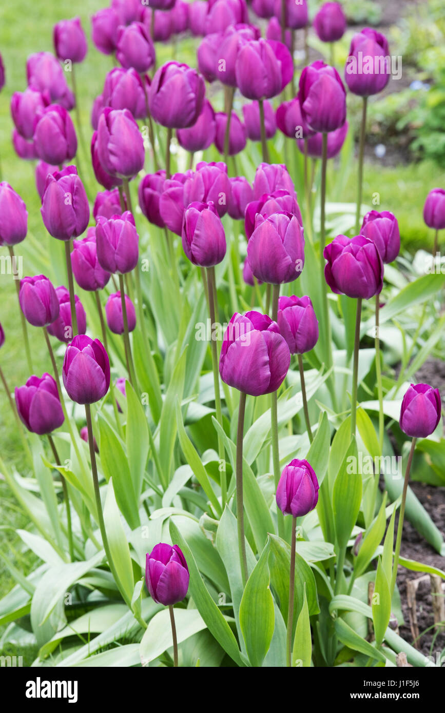 Tulipa. Tulipa 'Purple Prince' flower border. UK. Single early tulip flower display Stock Photo