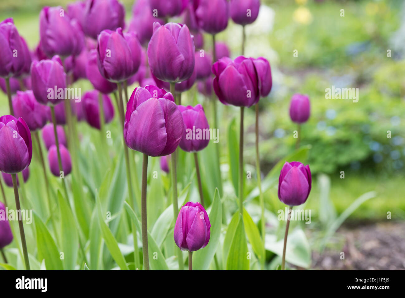 Tulipa. Tulipa 'Purple Prince' flower border. UK. Single early tulip flower display Stock Photo