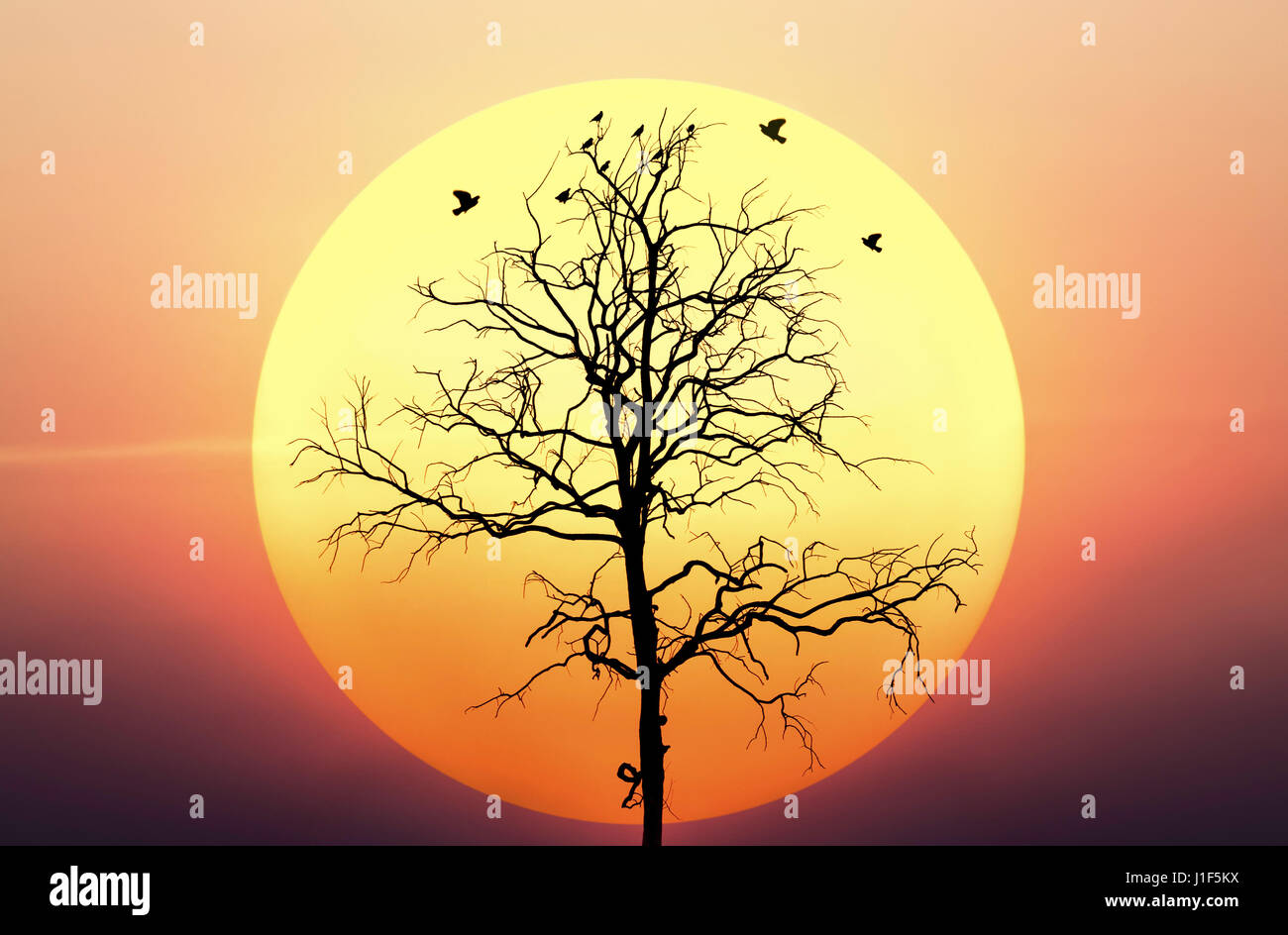 Dead Tree Silhouette Against With Big Sunset And Sky Stock Photo Alamy