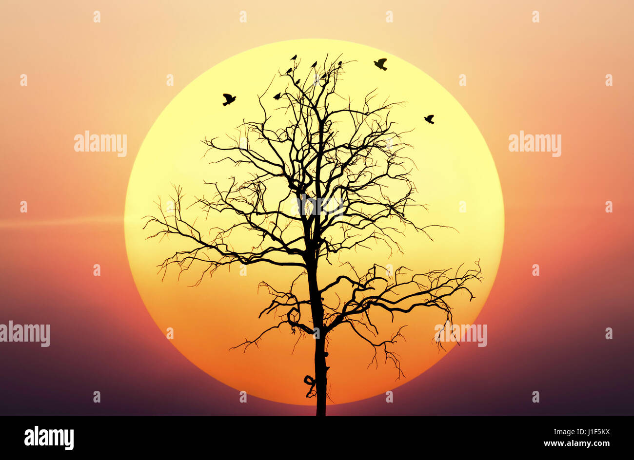 Dead Tree Silhouette Against With Big Sunset And Sky Stock Photo Alamy Dead Tree Silhouette Against With Big Sunset And Sky Stock Photo Alamy