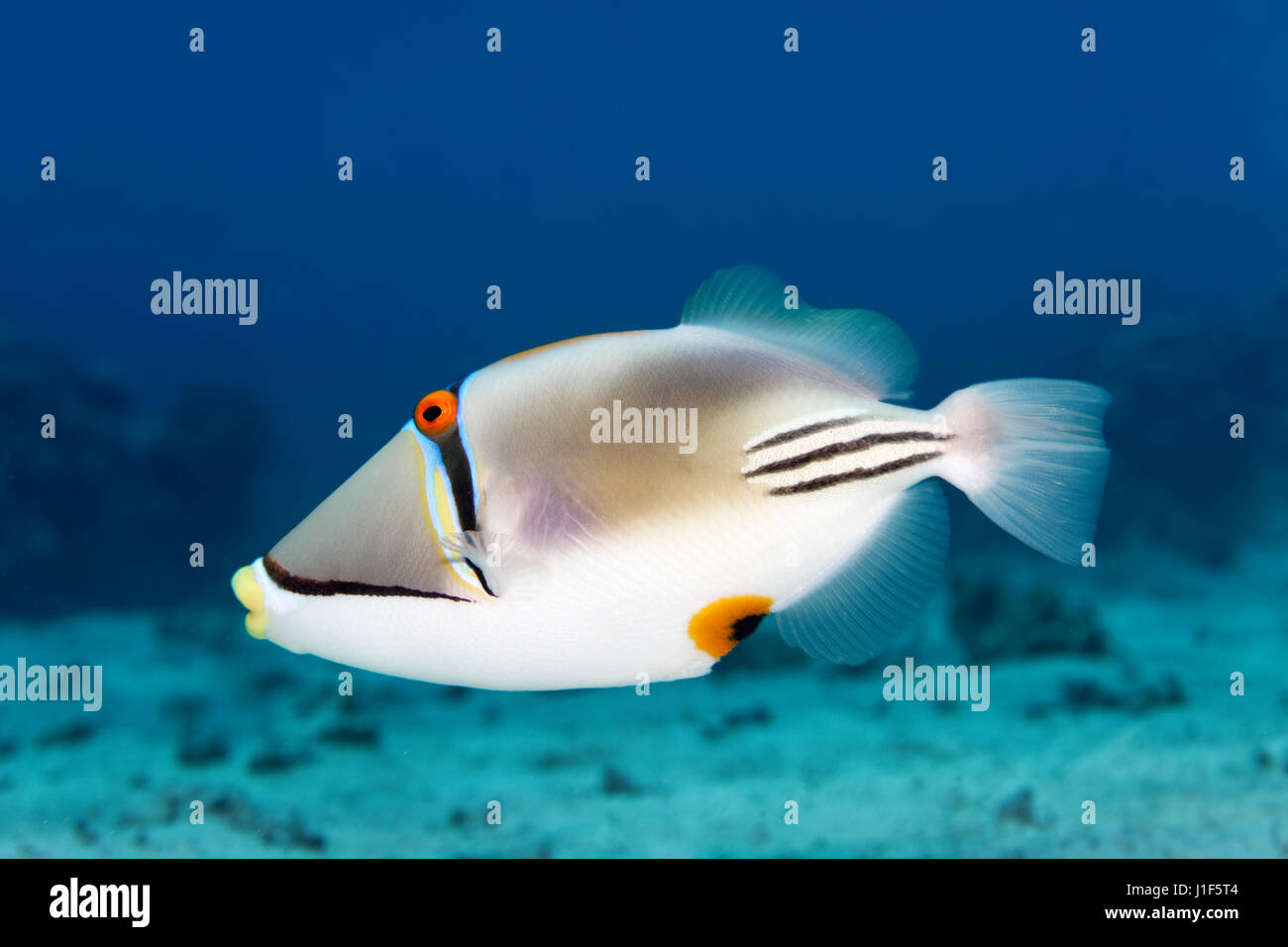 Arabian Picasso triggerfish (Rhinecanthus assasi), Red Sea, Egypt Stock Photo