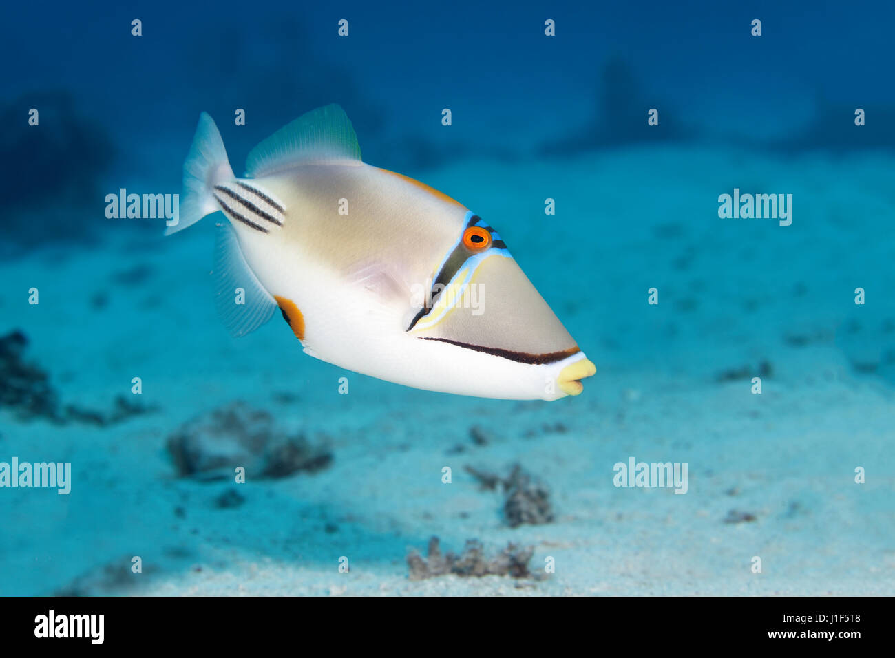 Arabian Picasso triggerfish (Rhinecanthus assasi), Red Sea, Egypt Stock Photo