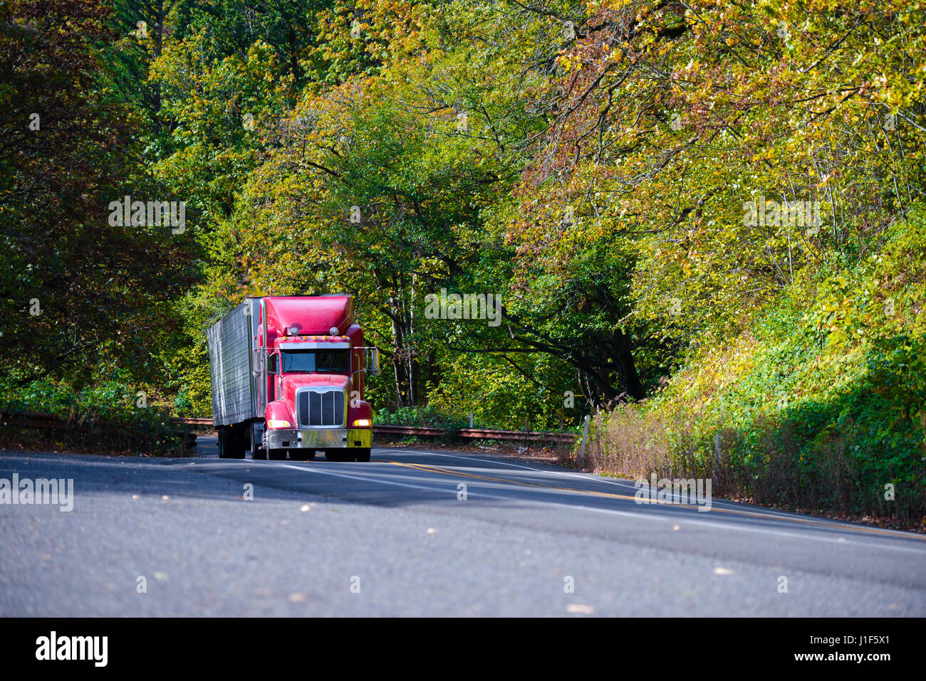 Professional red big rig semi truck with refrigerated trailer rides up the hill on the scenic highway among autumn yellow and green trees. Stock Photo