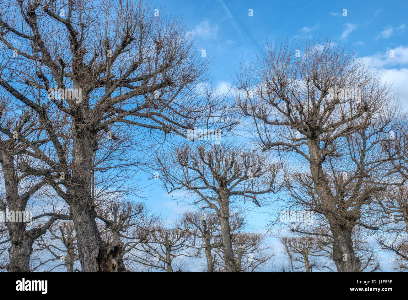 Prodded lime trees along the Northern Promenade in Norrkoping on a ...