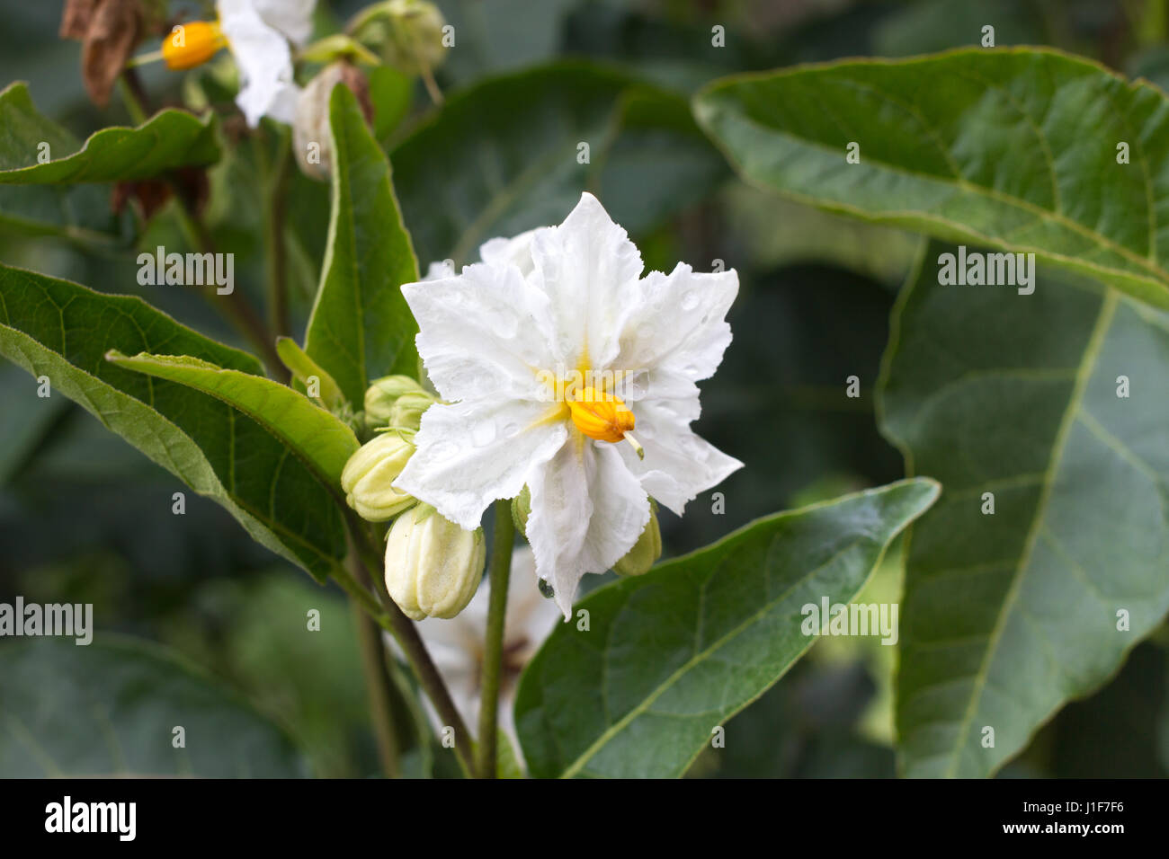 Solanum white flower macro. Blooming potato. Natural background Stock Photo
