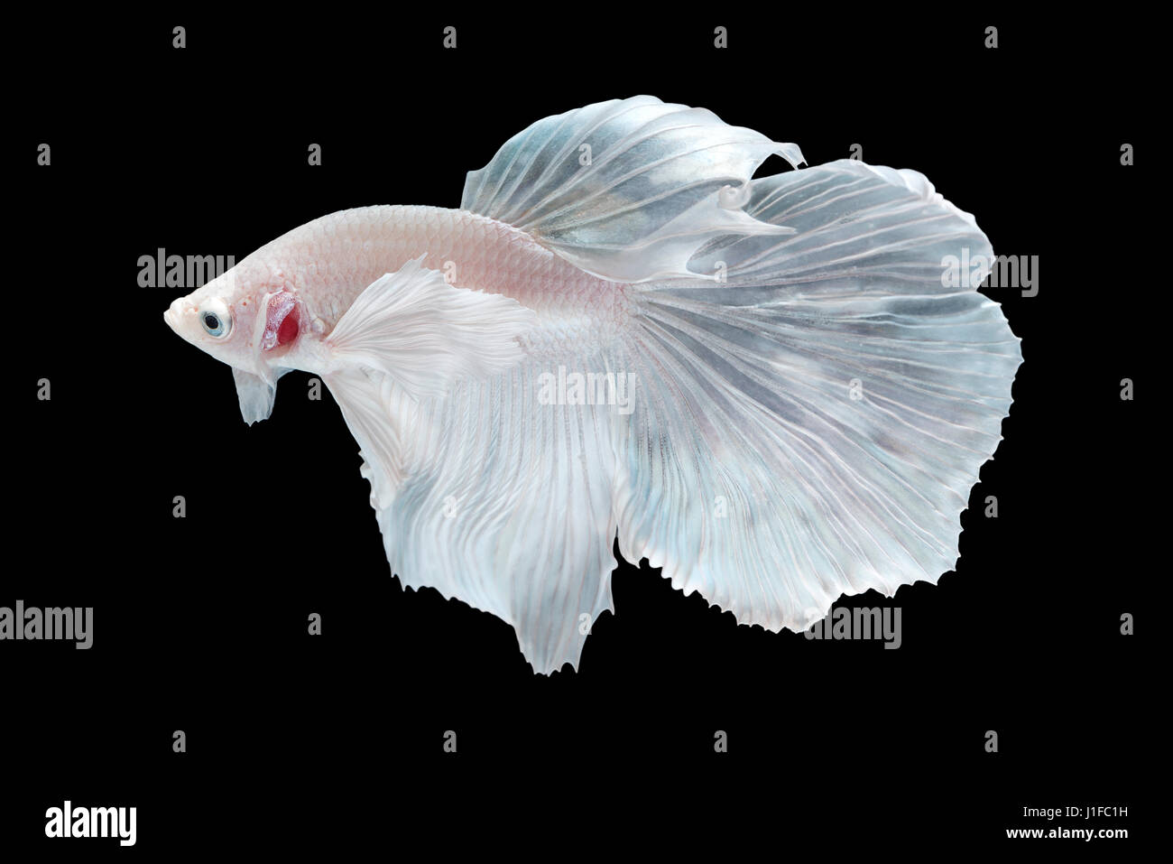 White Halfmoon Betta splendens or siamese fighting fish isolated on black background included clipping path, Plakat Thailand Stock Photo