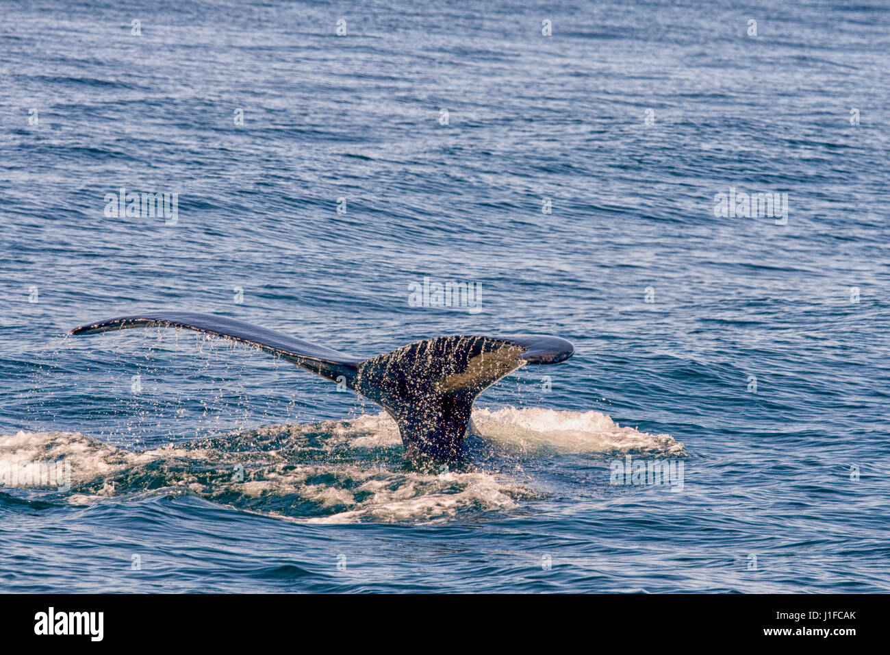Fin of whale coming out of ocean Stock Photo