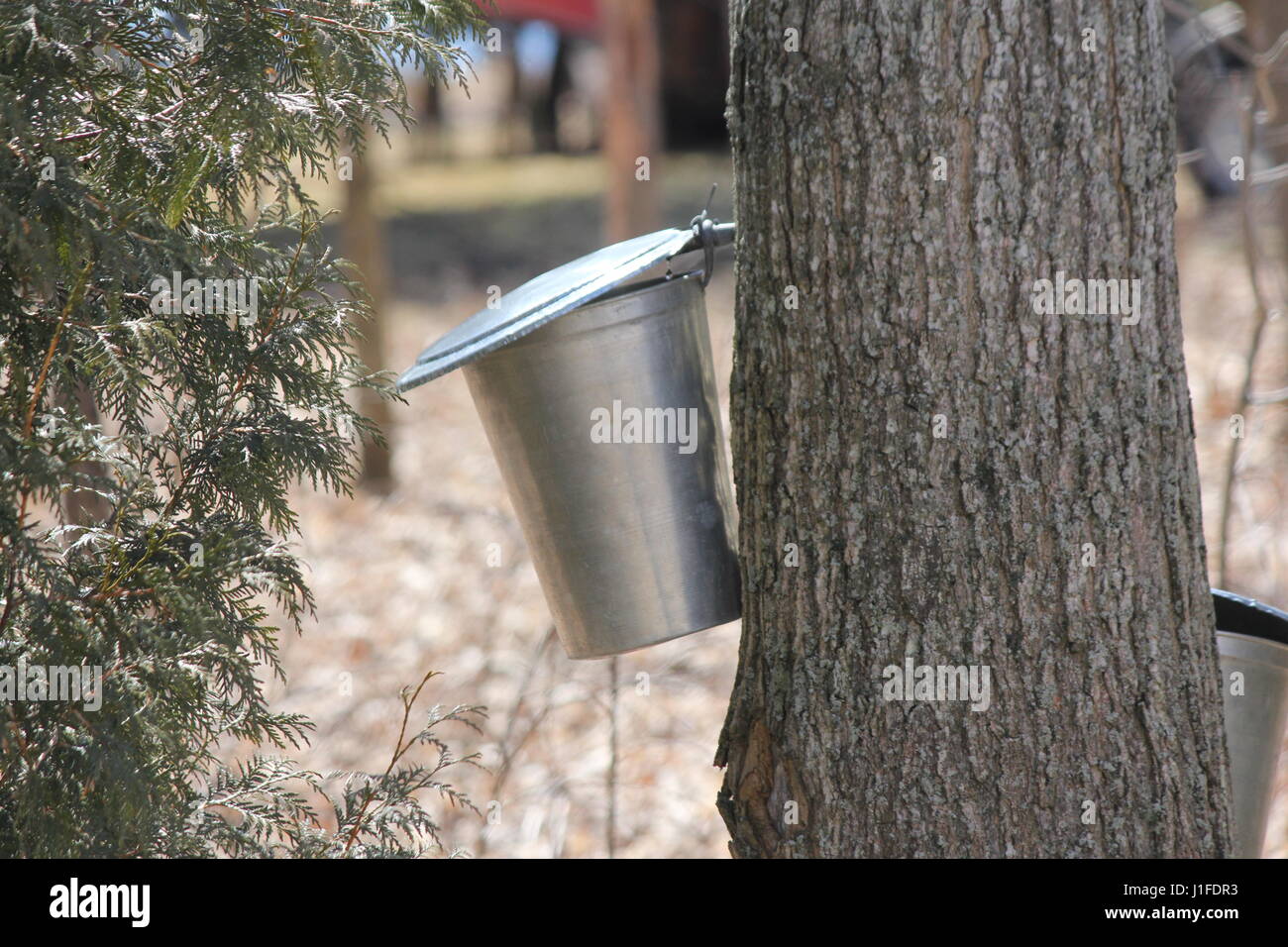 Metal Sap Bucket Attached To A Maple Tree To Catch Sap Drippings For