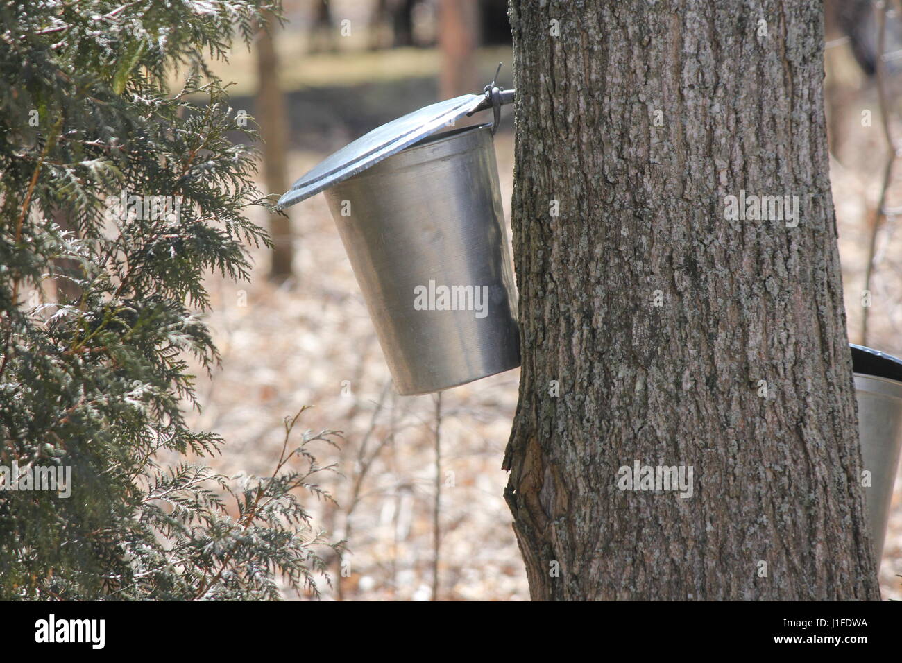 Metal sap bucket attached to a maple tree to catch sap drippings for making maple syrup in early