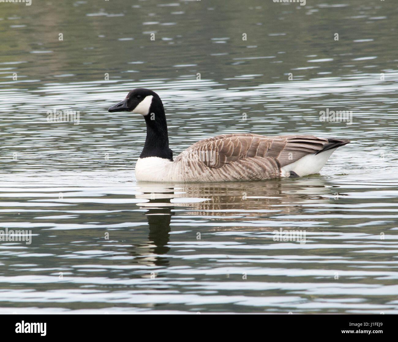 Canada goose chasing hi-res stock photography and images - Alamy