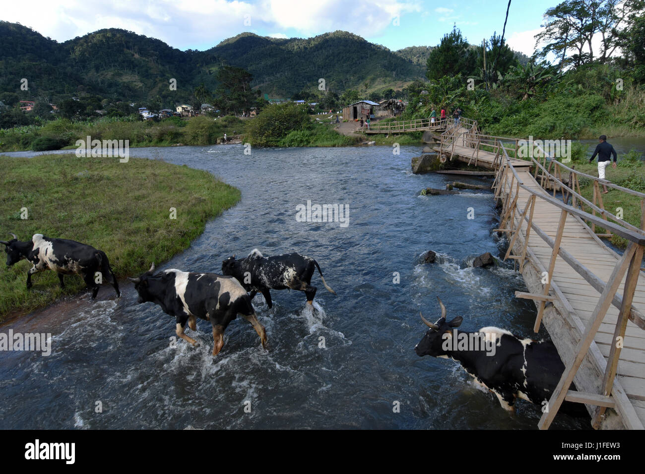 sacrificial animalCattle crossing the Namorona river in the town of Ranomafana in Madagascar Stock Photo
