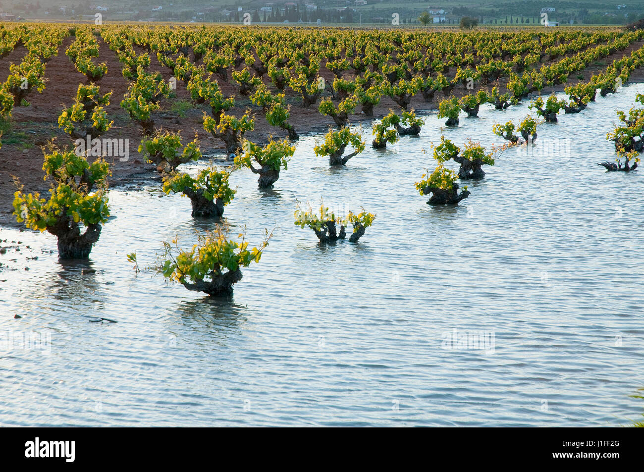 Drown vines. Ciudad Real province, Castilla La Mancha, Spain. Stock Photo