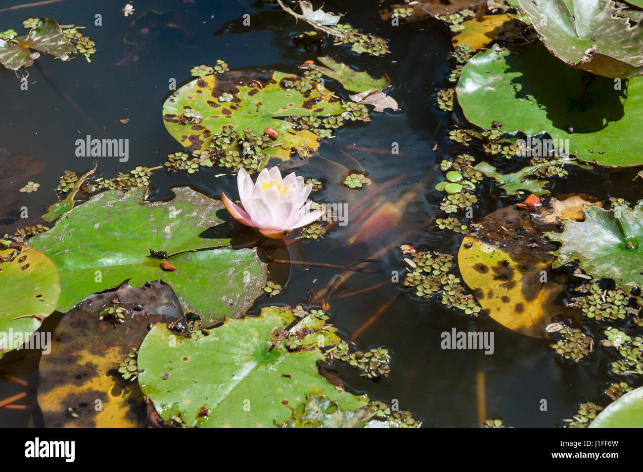 Lily pads pond flowers hi-res stock photography and images - Alamy