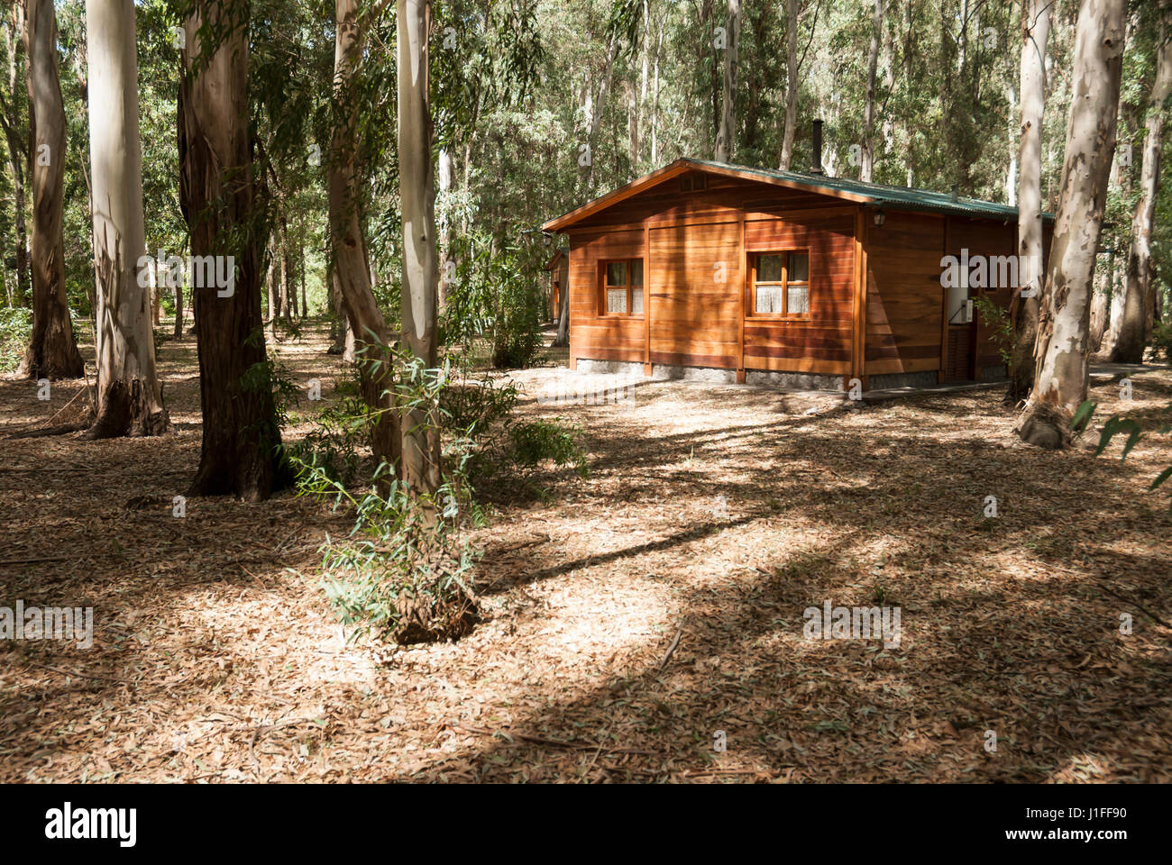 Little wooden cabin in a forest in a sunny day Stock Photo