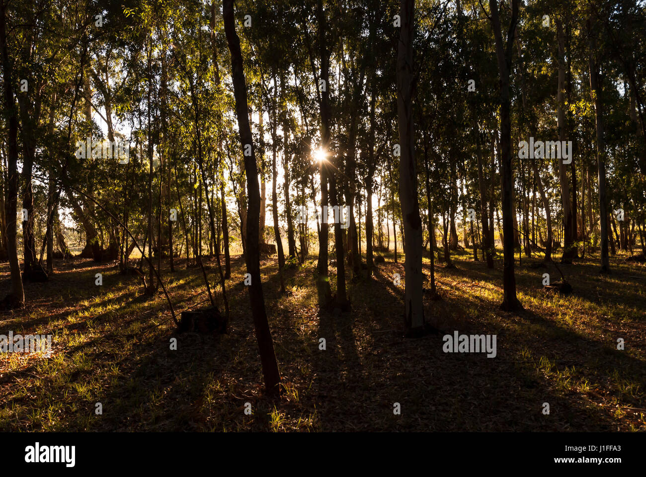 Sun Shining Through Trees In Forest At Sunset Stock Photo Alamy