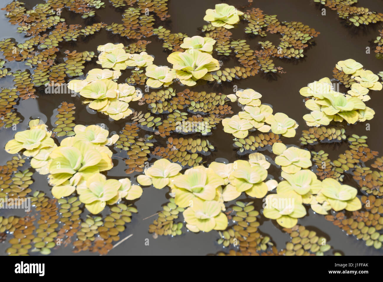 Yellowish water lettuce or water cabagge (Pistia stratiotes) floating in a pond Stock Photo
