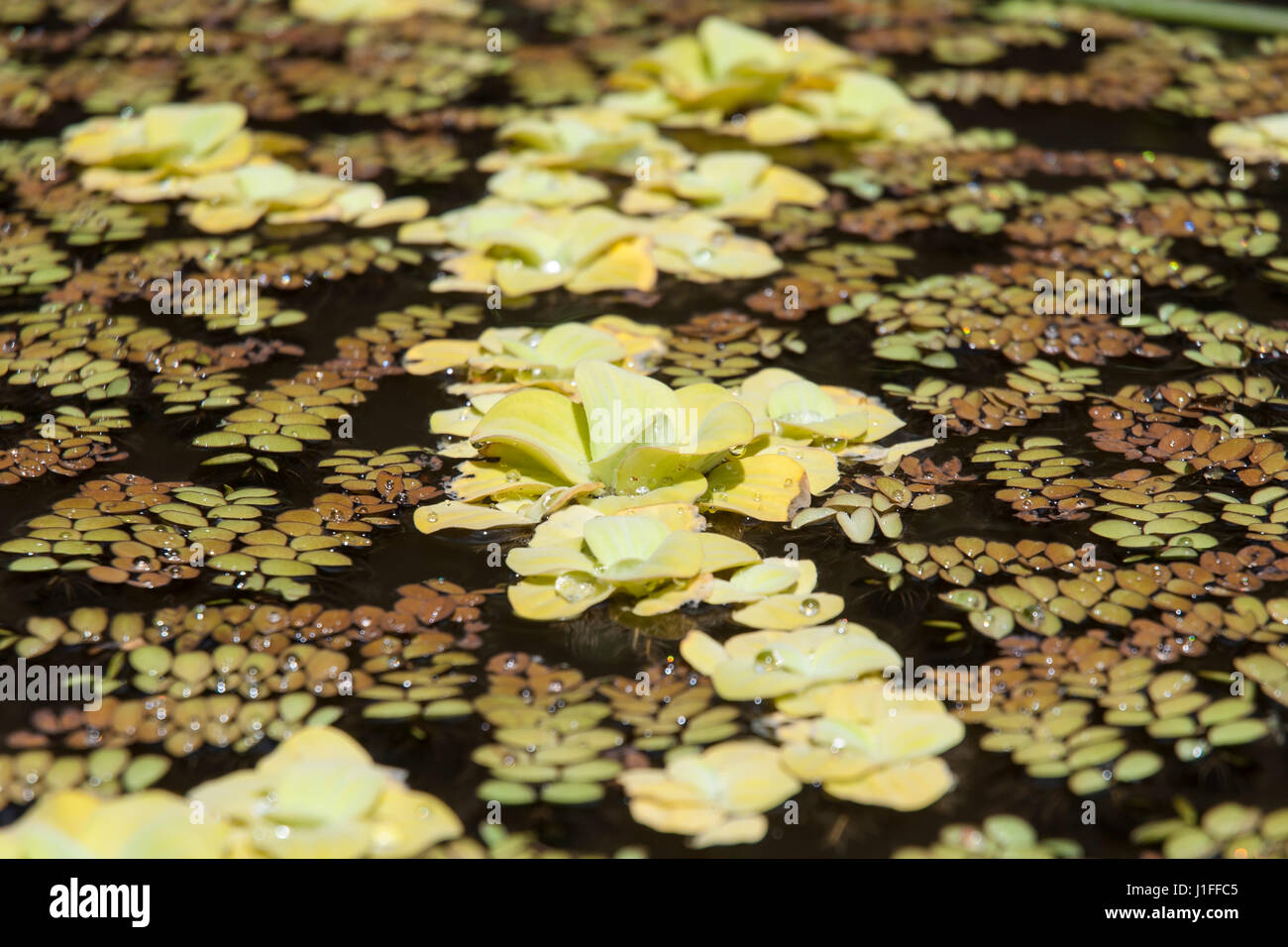Yellowish water lettuce or water cabagge (Pistia stratiotes) floating in a pond Stock Photo