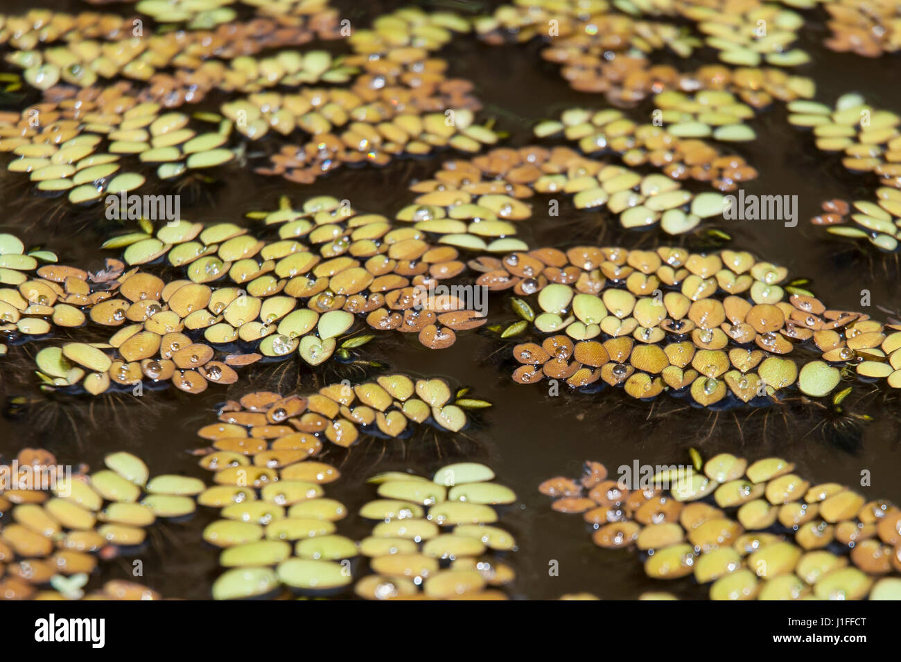 Pattern of water plants floating in a pond Stock Photo