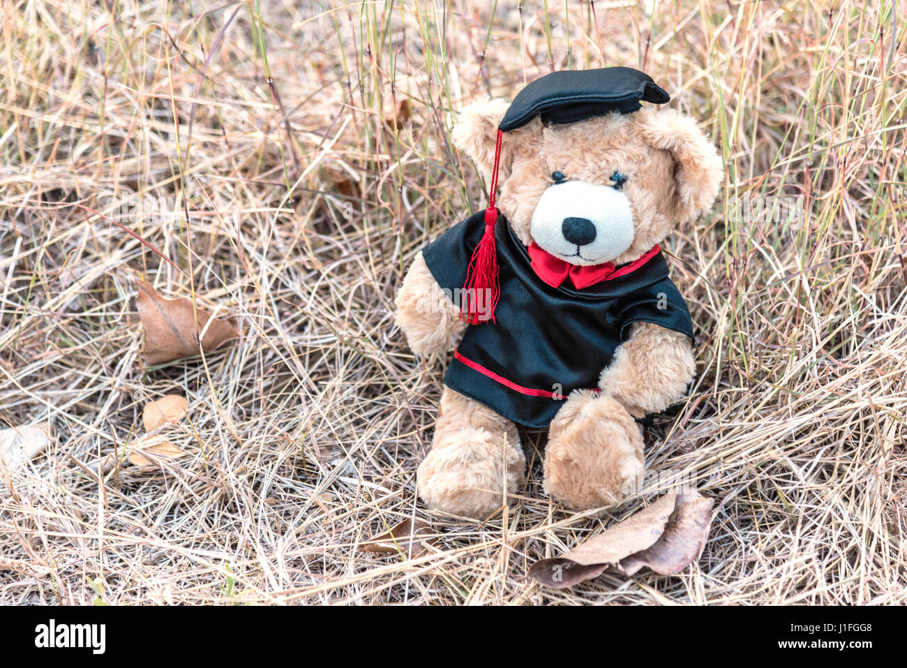 teddy bear with graduation gown on brown grass background, congratulations concept Stock Photo