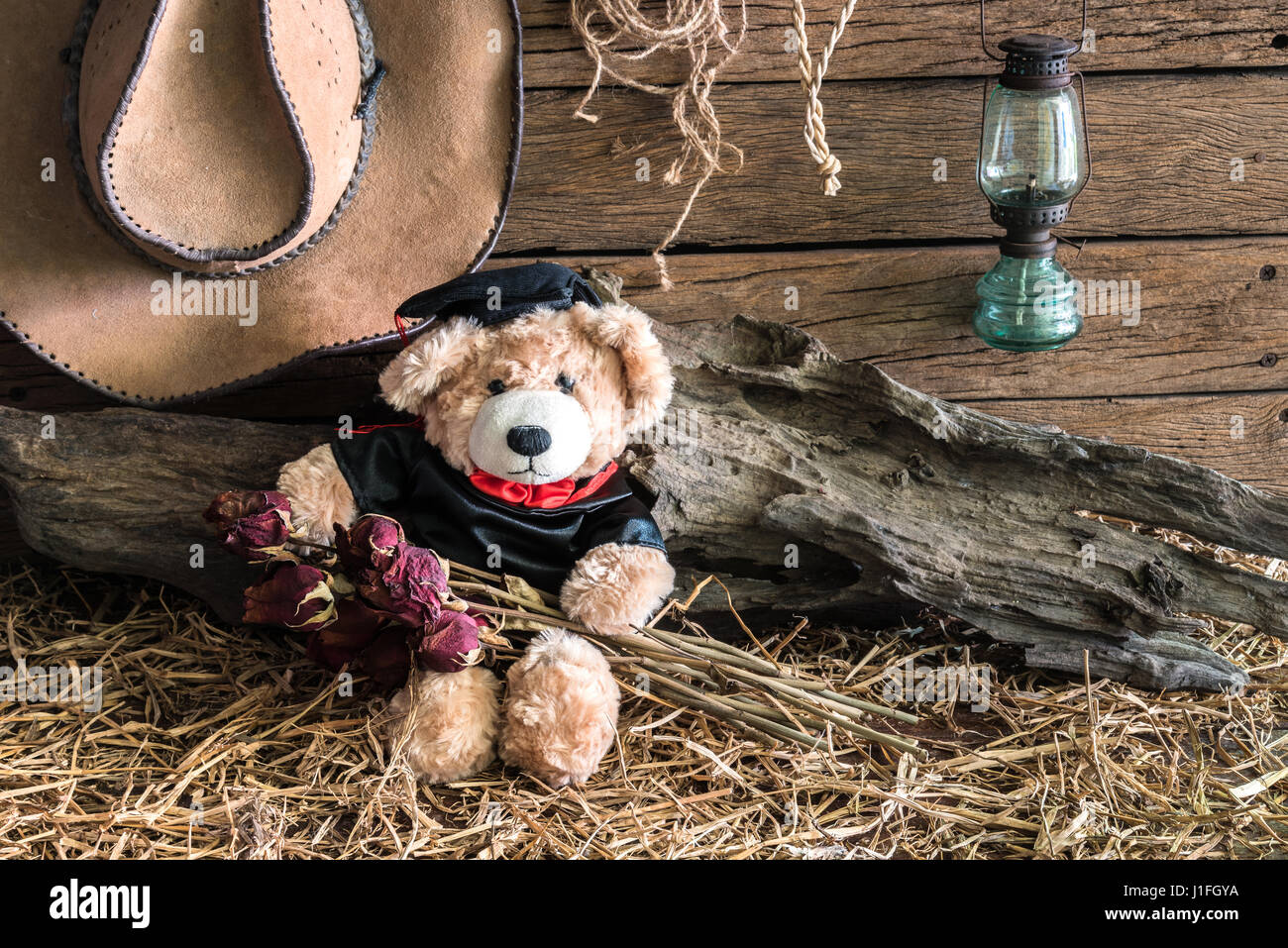 teddy bear holding dry roses with graduation gown in barn background, congratulations concept Stock Photo