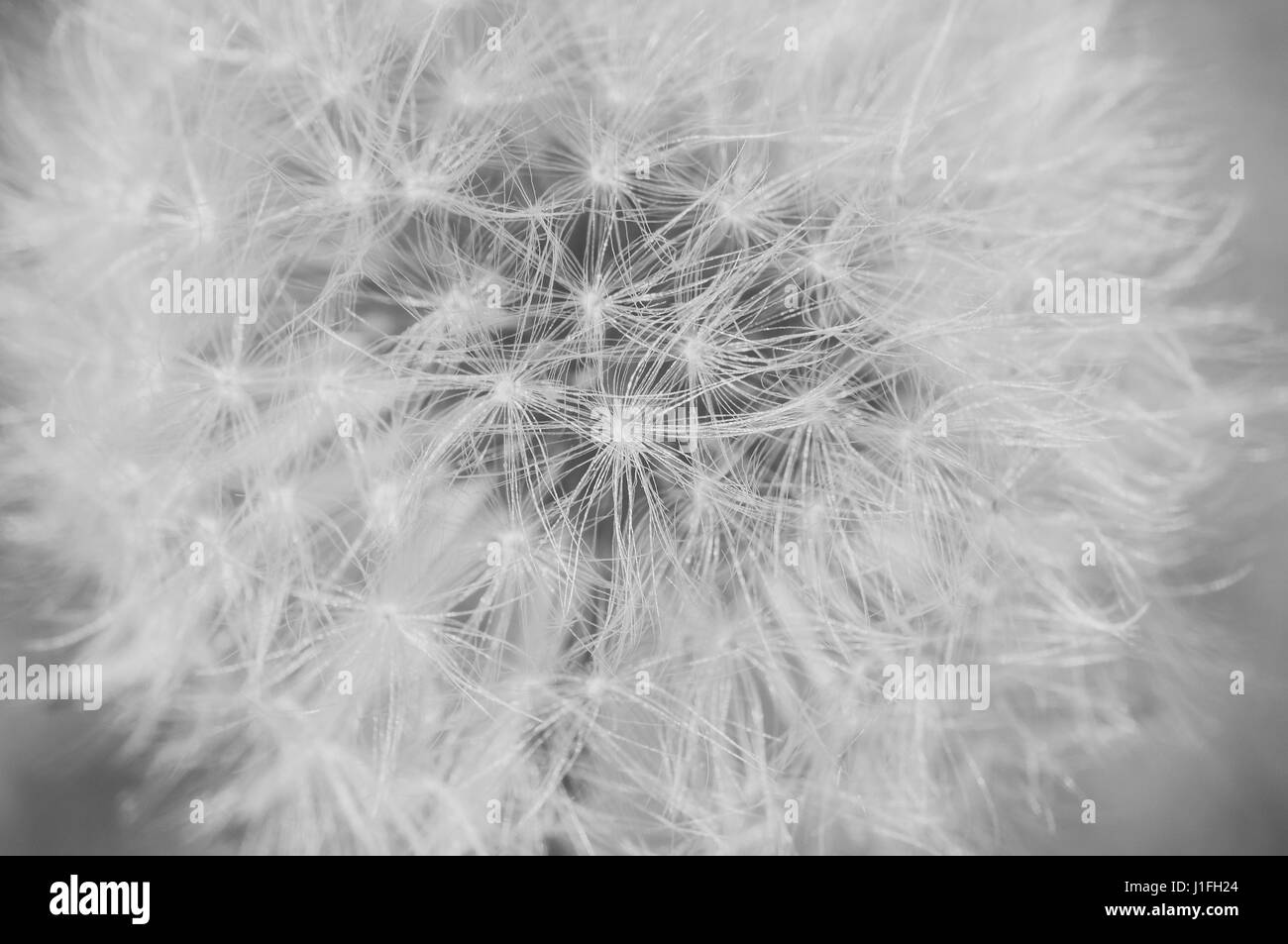 Detail of dandelion with matt effect. Close up shot. Black and white Stock Photo