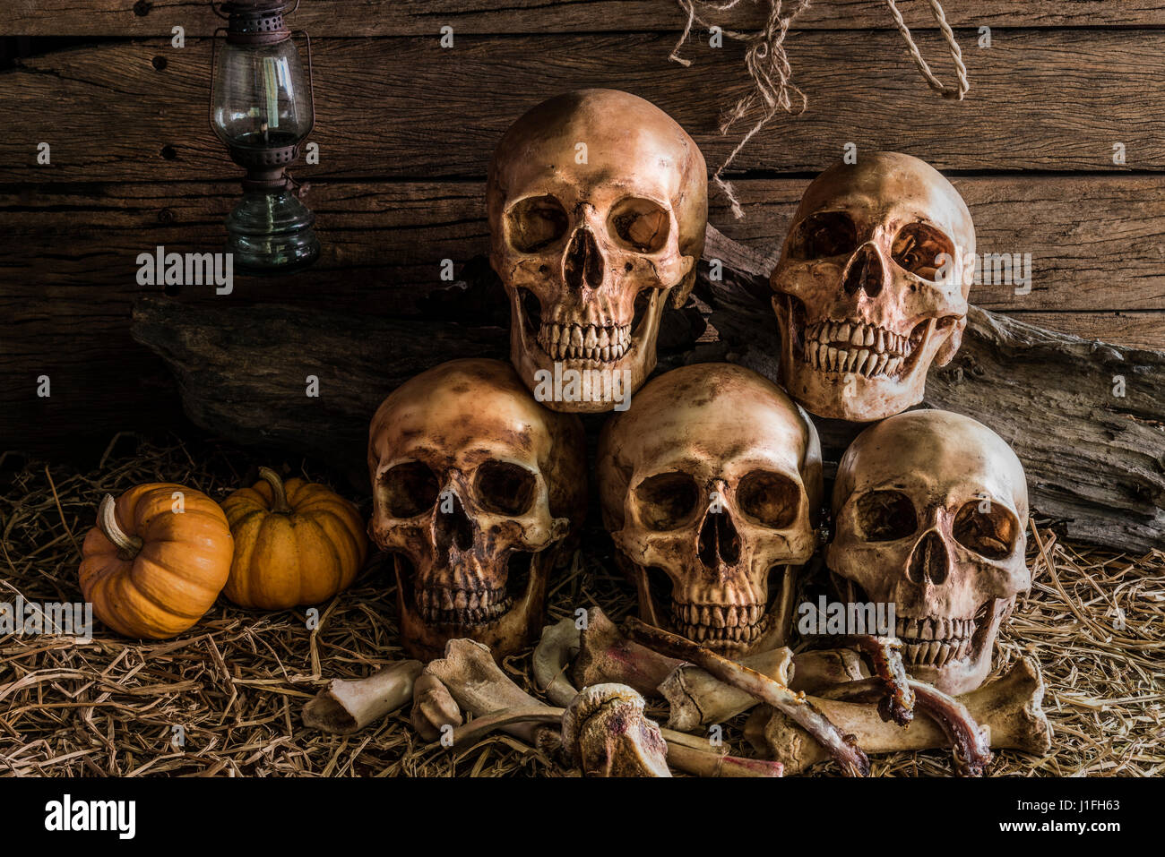 still life photography with five human skulls and animal bones in barn, vintage style Stock Photo