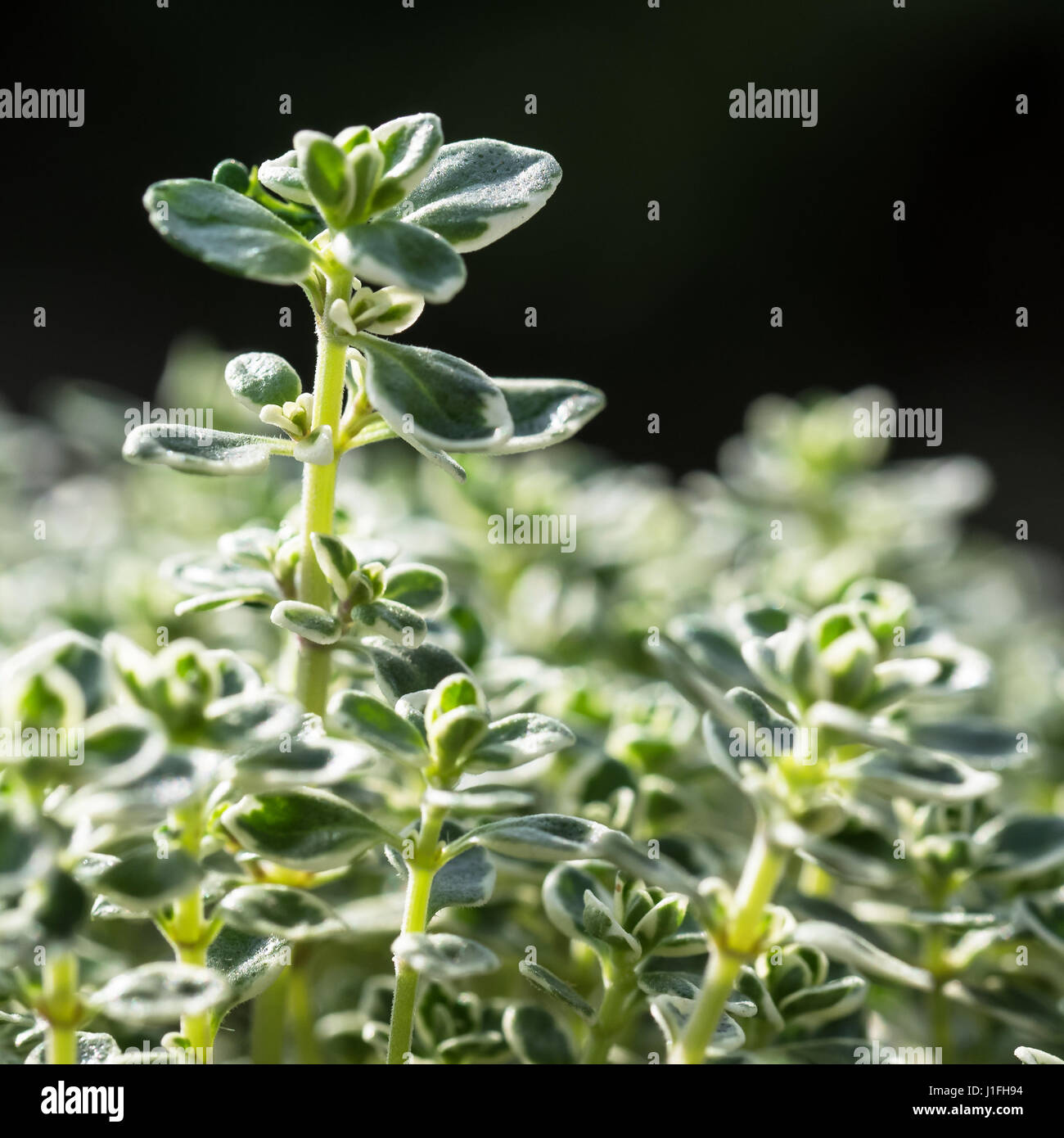 Close-up of the spotted leaves of lemon thyme, Thymus citriodorus Stock Photo