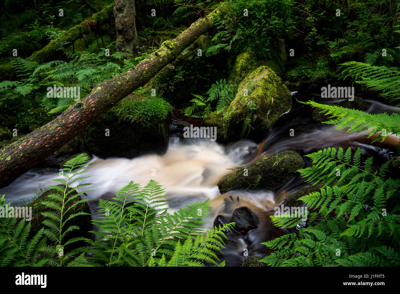 Rocky stream at Wyming brook nature reserve, Sheffield, South Yorkshire, England. Stock Photo