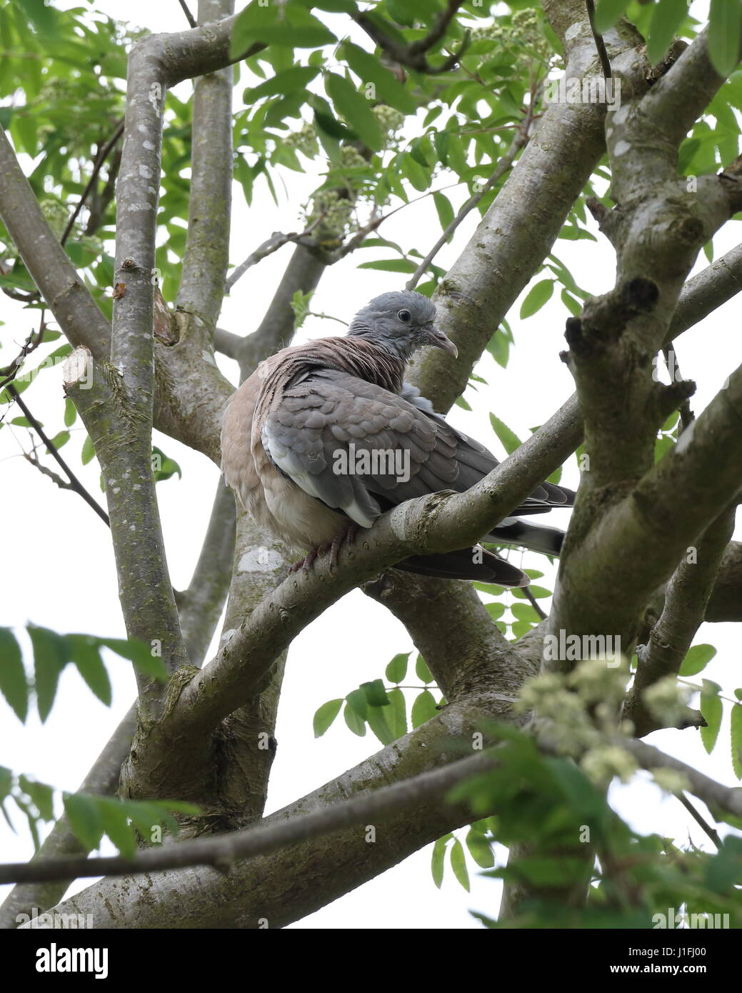 Young Wood Pigeon Stock Photo