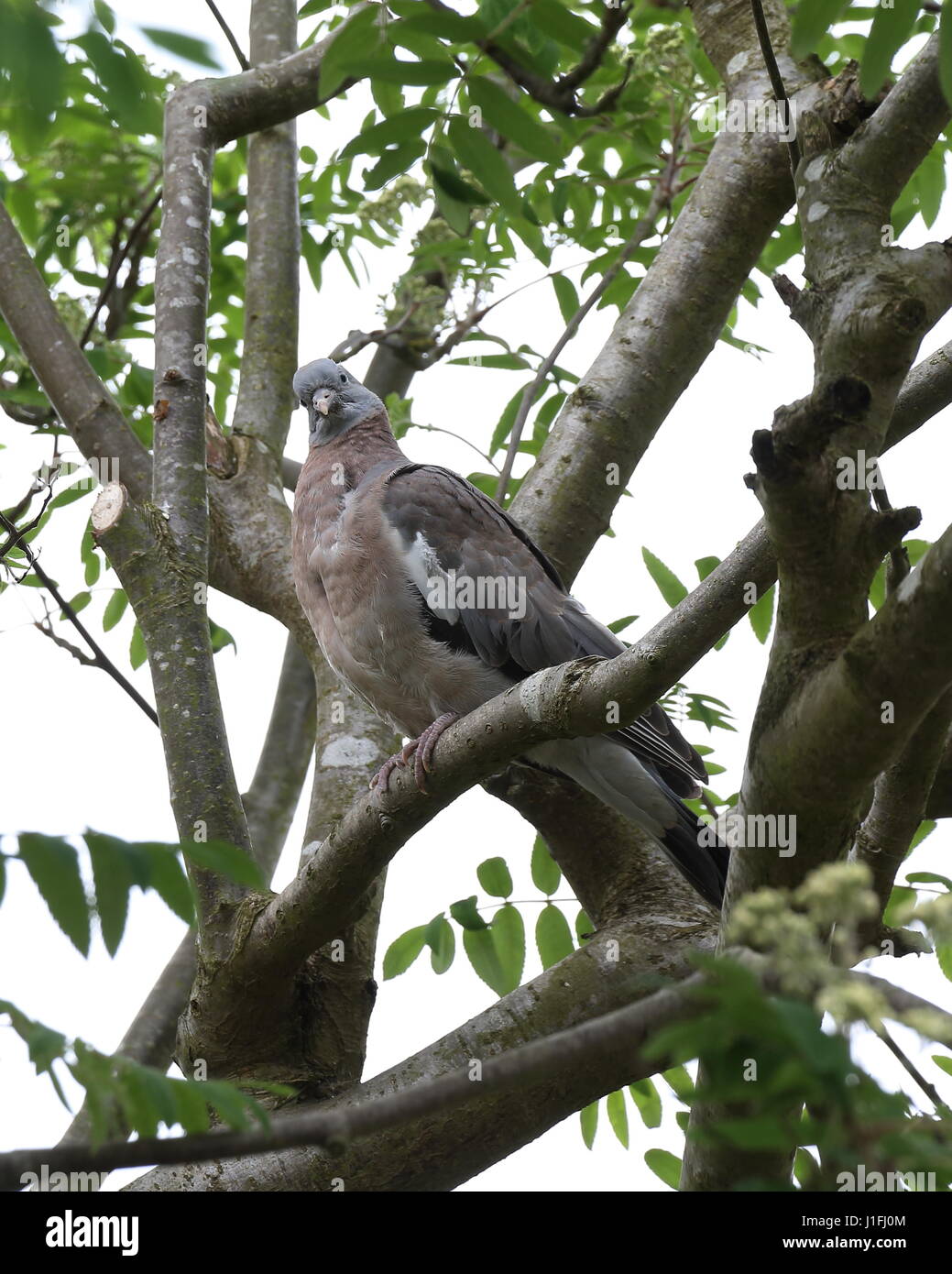 Young Wood Pigeon Stock Photo