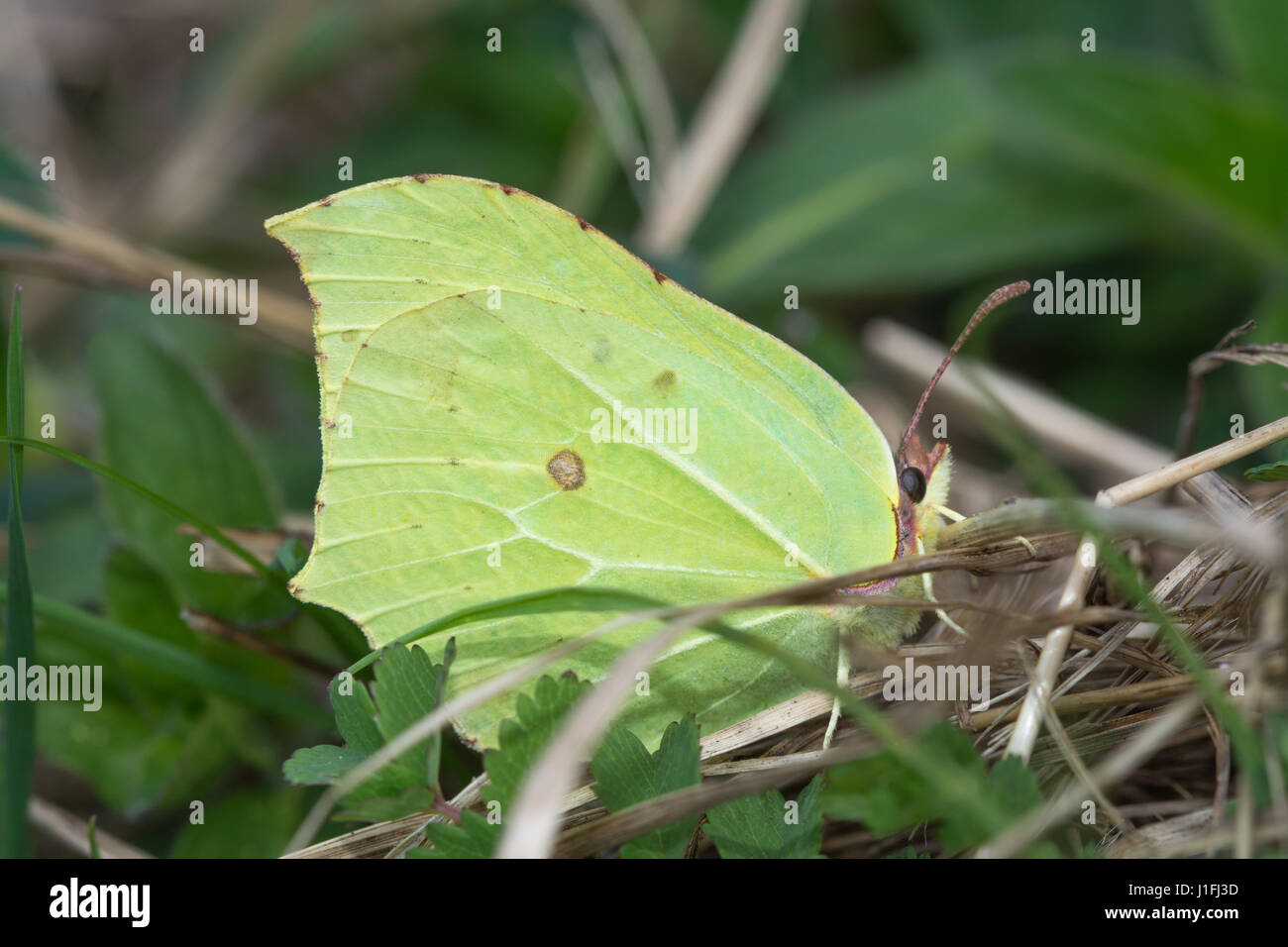 Close-up of male brimstone butterfly (Gonepteryx rhamni) resting in grasses Stock Photo