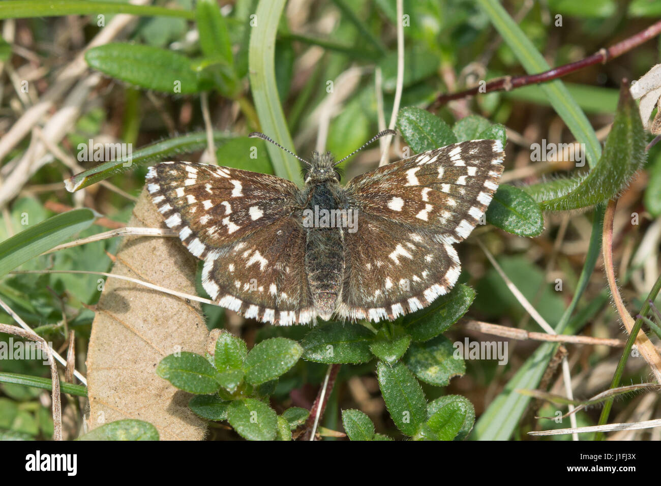 Close-up of grizzled skipper butterfly (Pyrgus malvae) basking with open wings Stock Photo