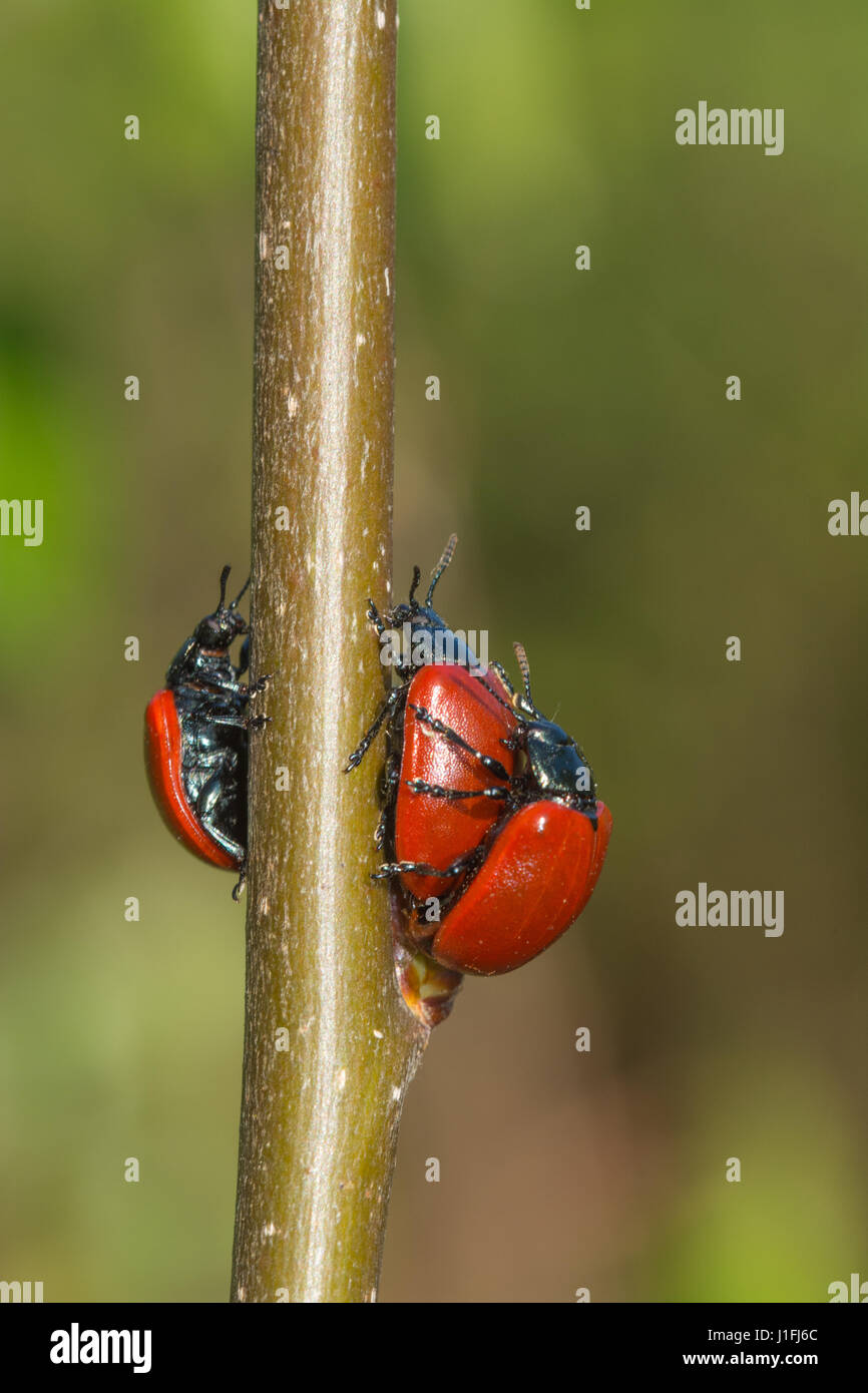 Poplar leaf beetles mating (Chrysomela populi) Stock Photo