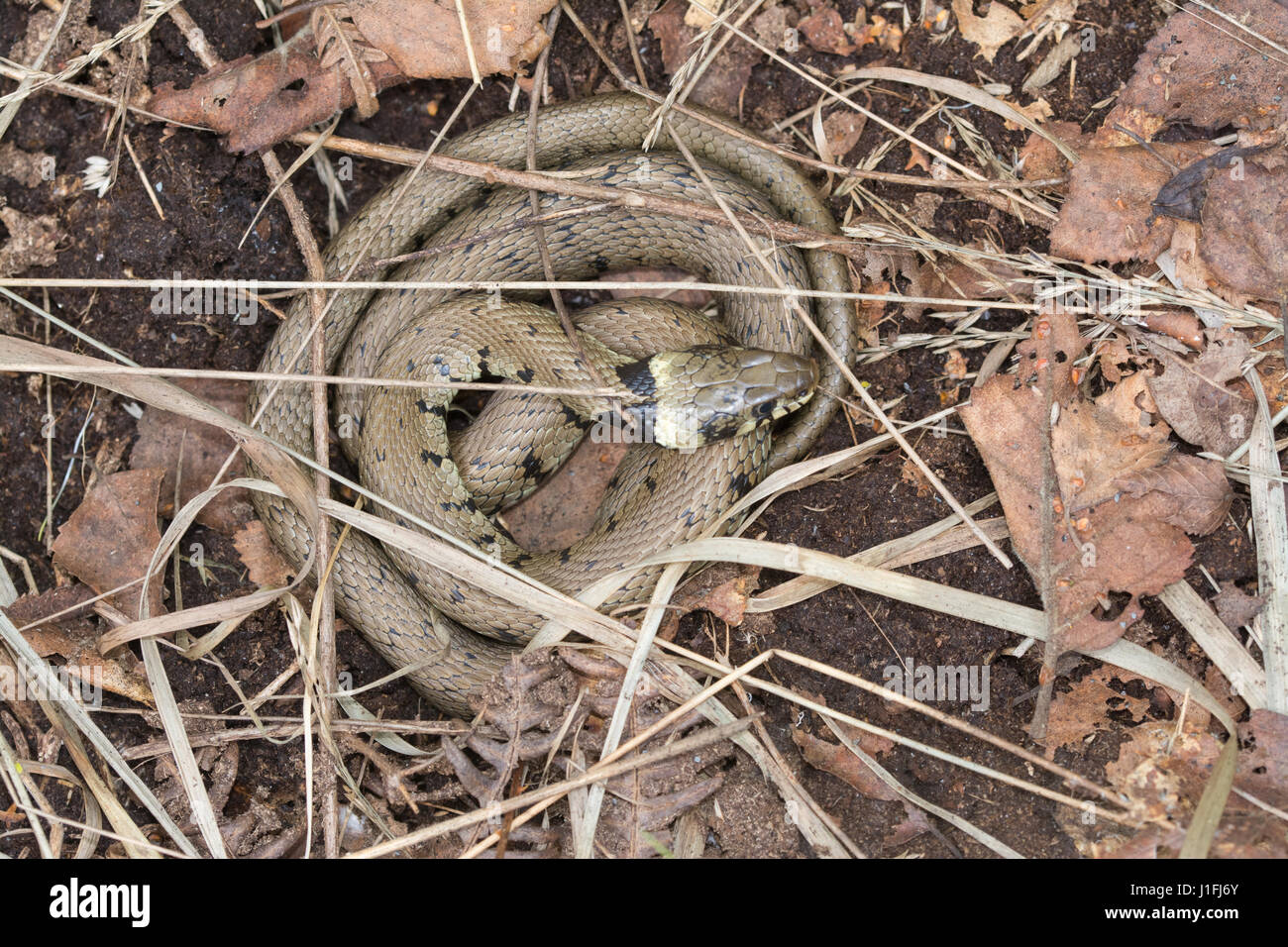Close-up of young grass snake (Natrix natrix) coiled up in Surrey heathland habitat in the UK Stock Photo
