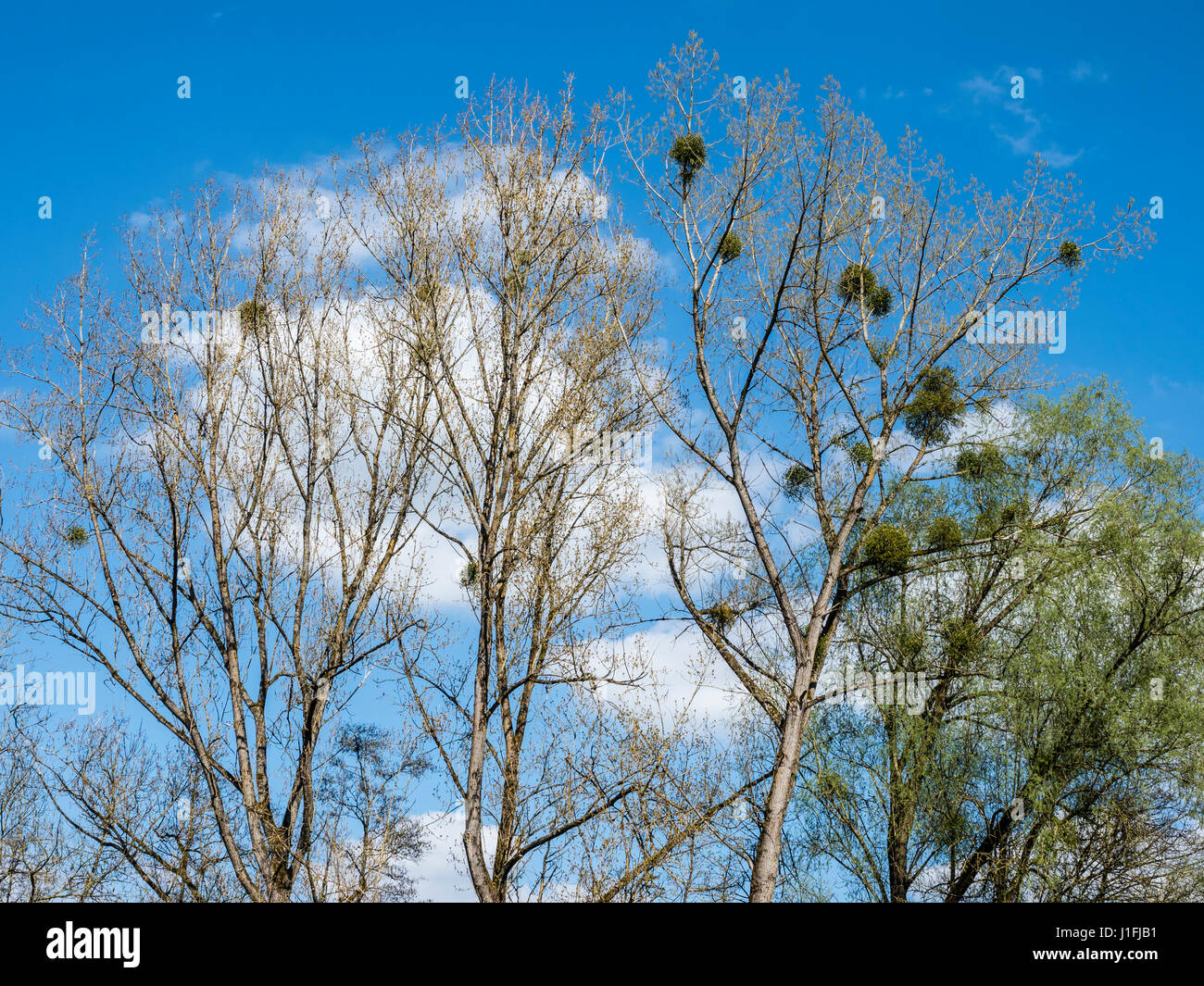Spring, mistletoe in trees against blue sky, Eifel landscape near at Strohn, near Daun, Eifel, Germany Stock Photo