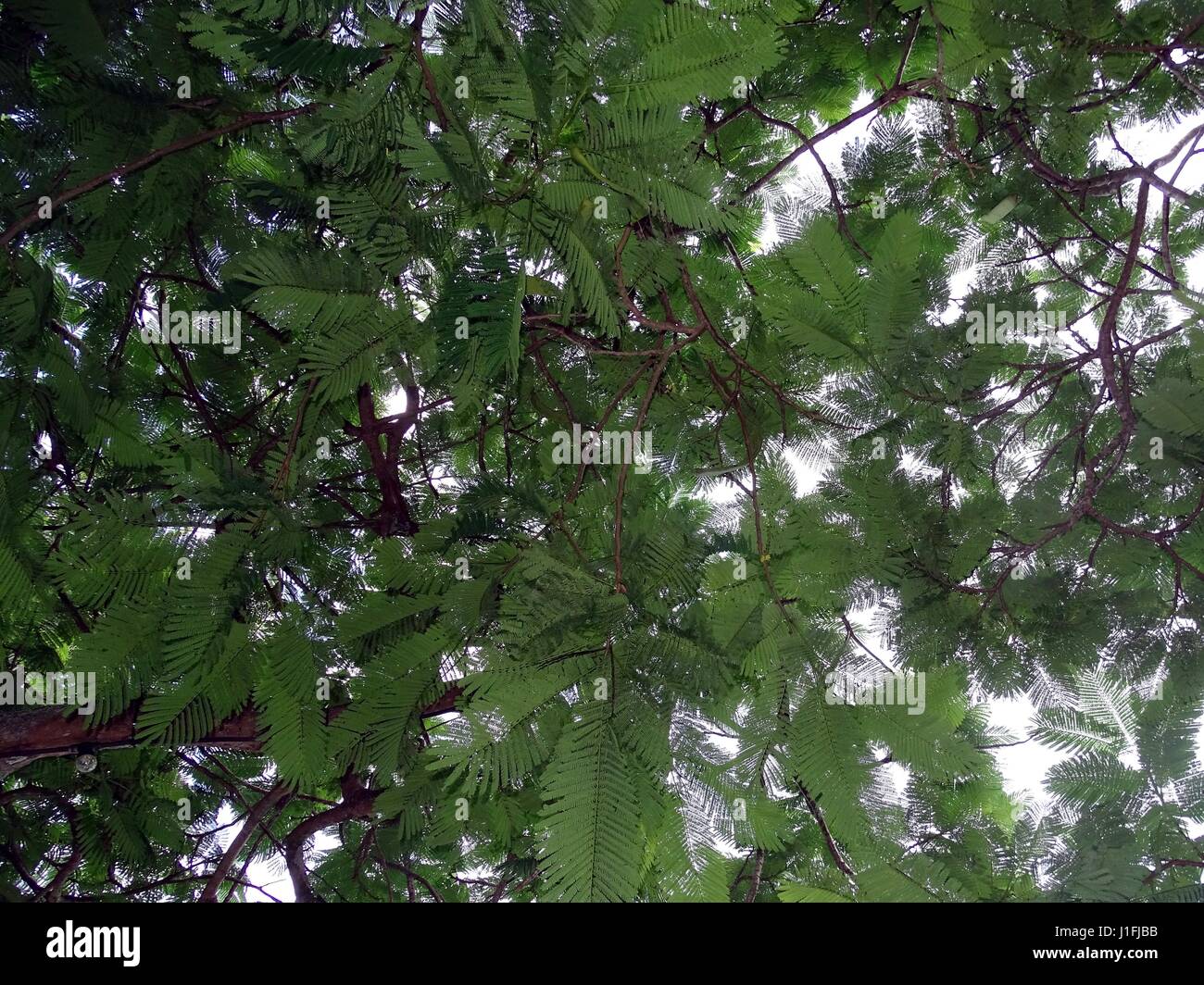 An underside view of a tree with fern like leaves Stock Photo