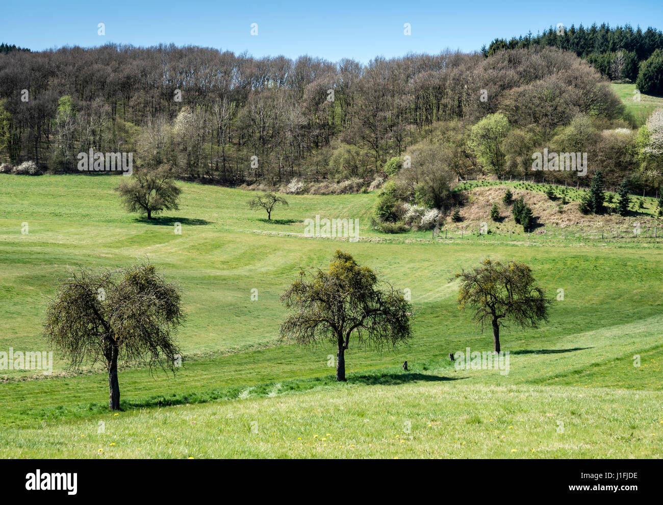 Eifel valley near Daun, Niederstadtfeld, Eifel region, Germany Stock Photo