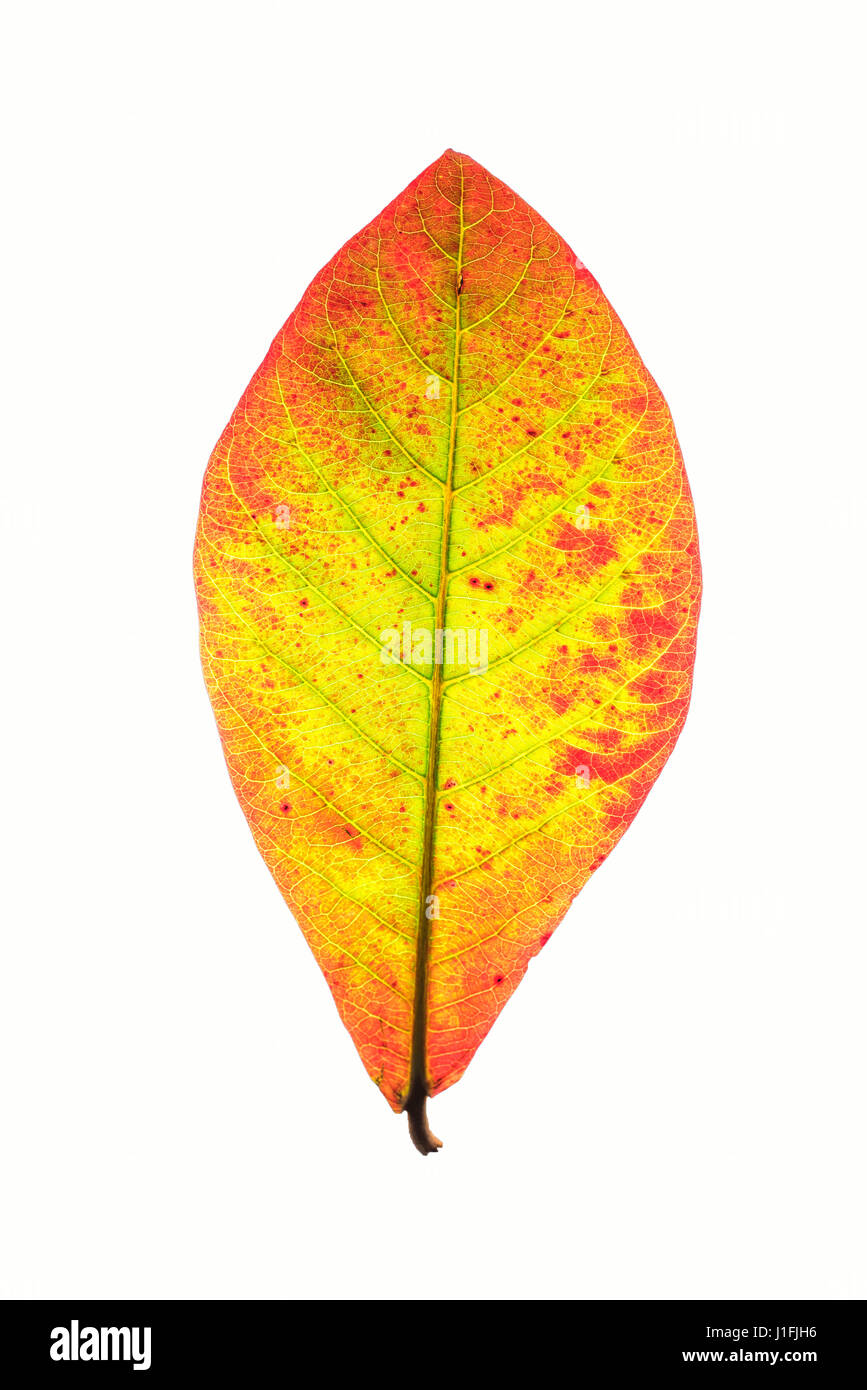 close up leaf texture isolated on white background include clipping paths, selective focus, soft focus Stock Photo