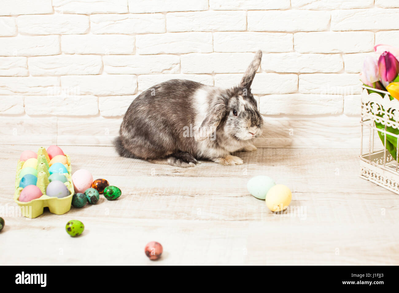 Easter rabbit in home Stock Photo Alamy