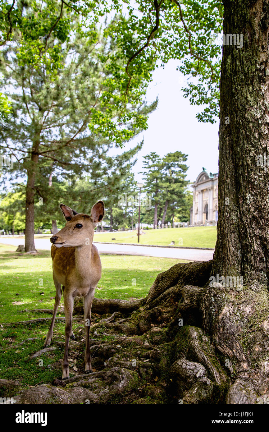 Cute deer posing at Nara, Japan Stock Photo