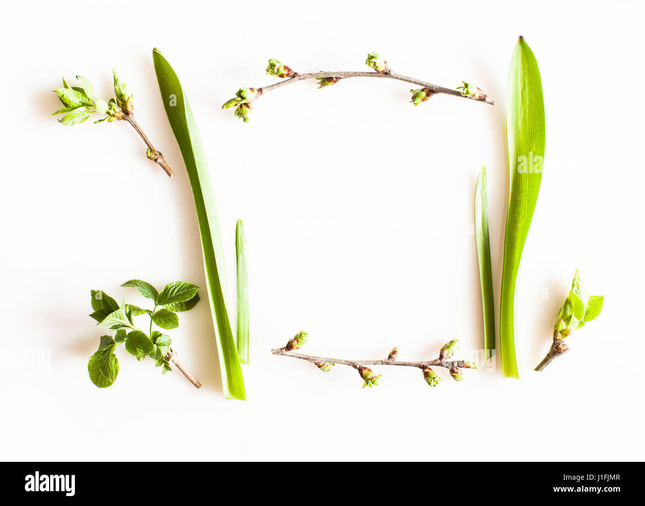 Spring greenery plants Stock Photo Alamy