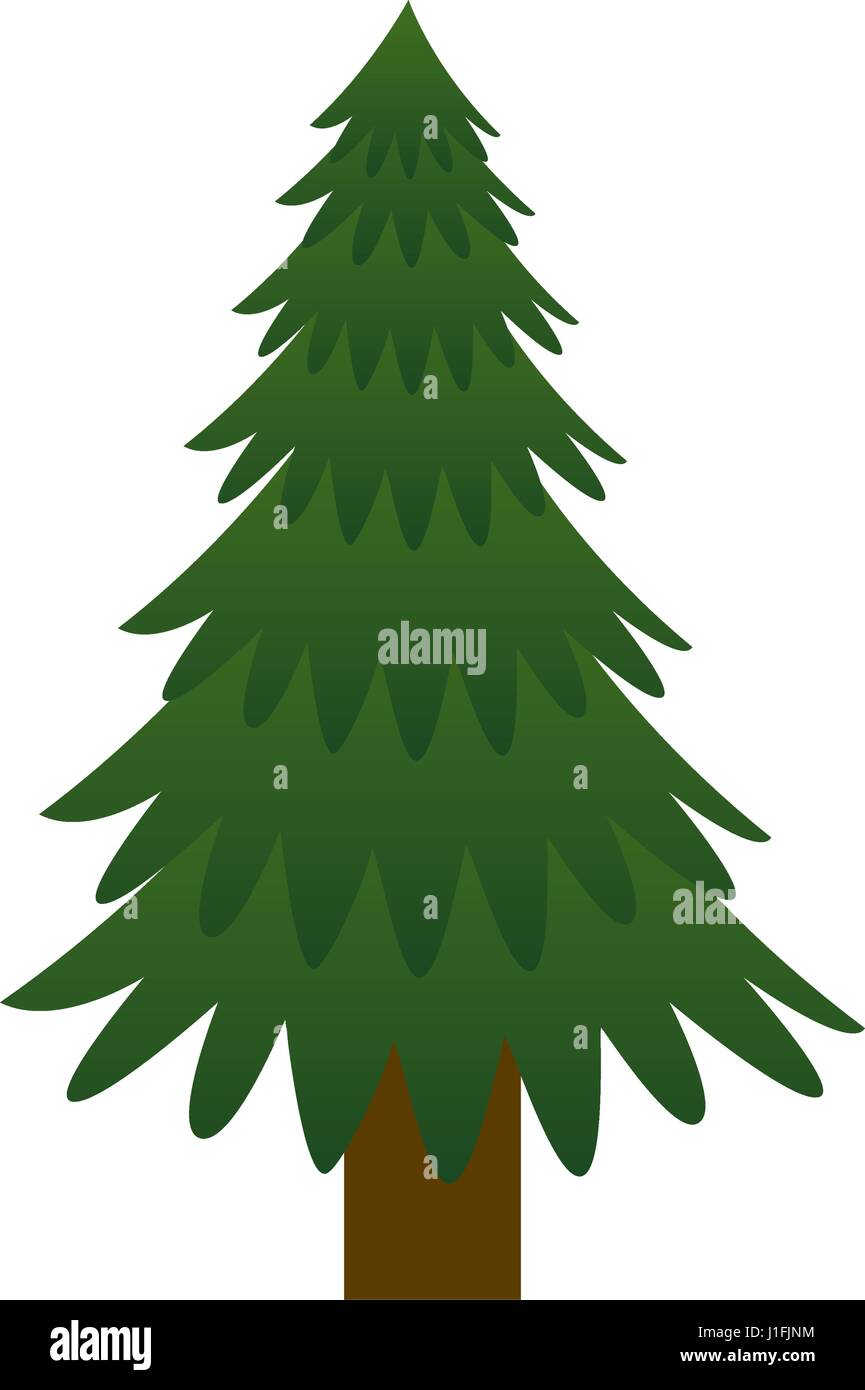 pine tree plant icon Stock Vector Image & Art - Alamy
