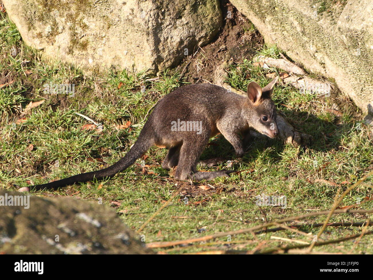 East Australian Swamp Wallaby joey (Wallabia bicolor), also Black Pademelon or Black-tailed Wallaby Stock Photo