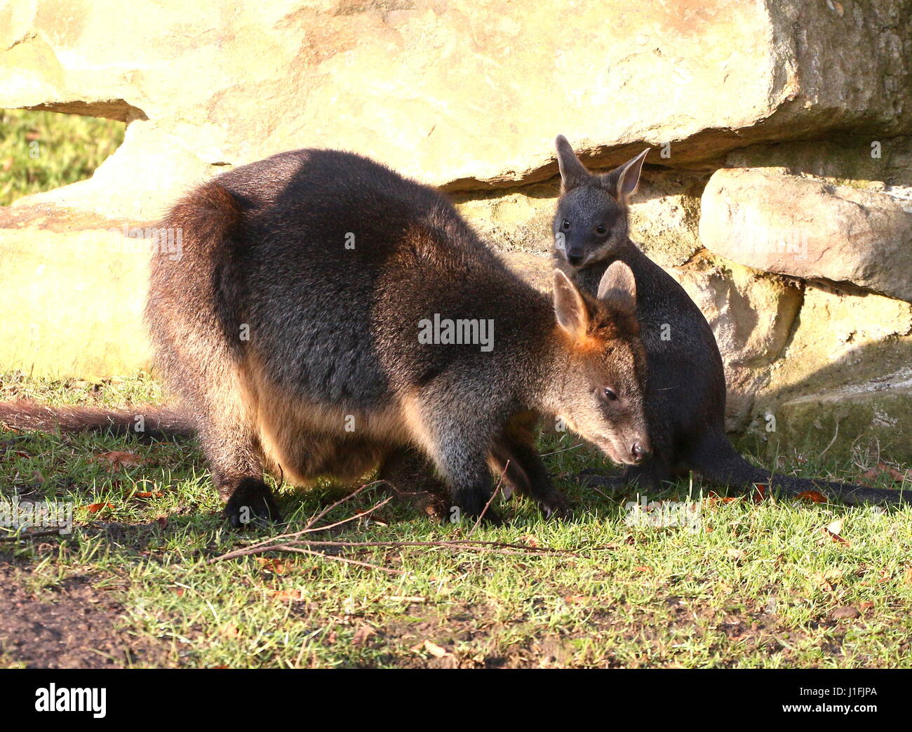 Baby Swamp Wallaby joey (Wallabia bicolor) feeding with his mother. A.k.a. Black Pademelon or East Australian Black-tailed Wallaby Stock Photo