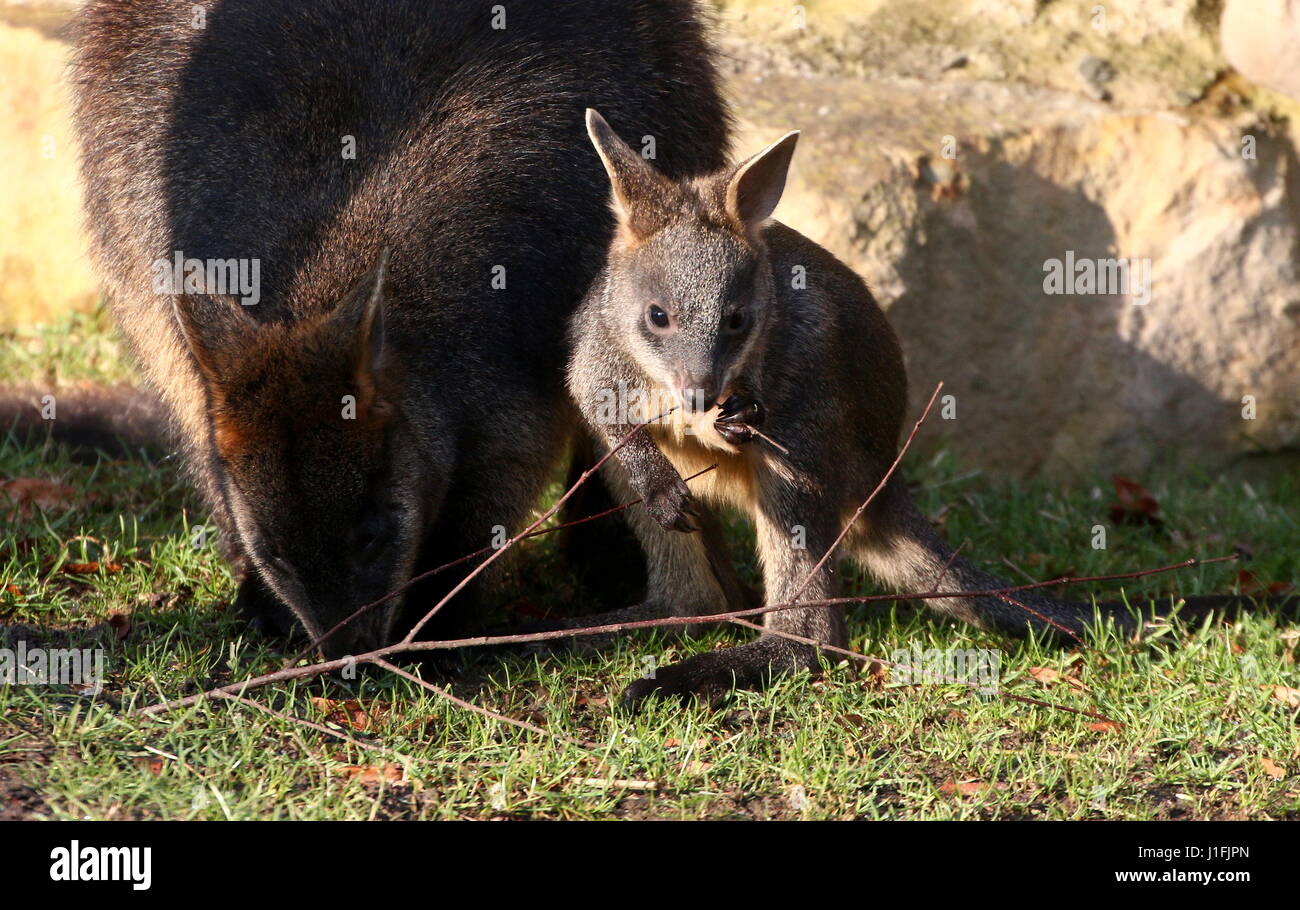 Baby Swamp Wallaby joey (Wallabia bicolor) feeding with his mother. A.k