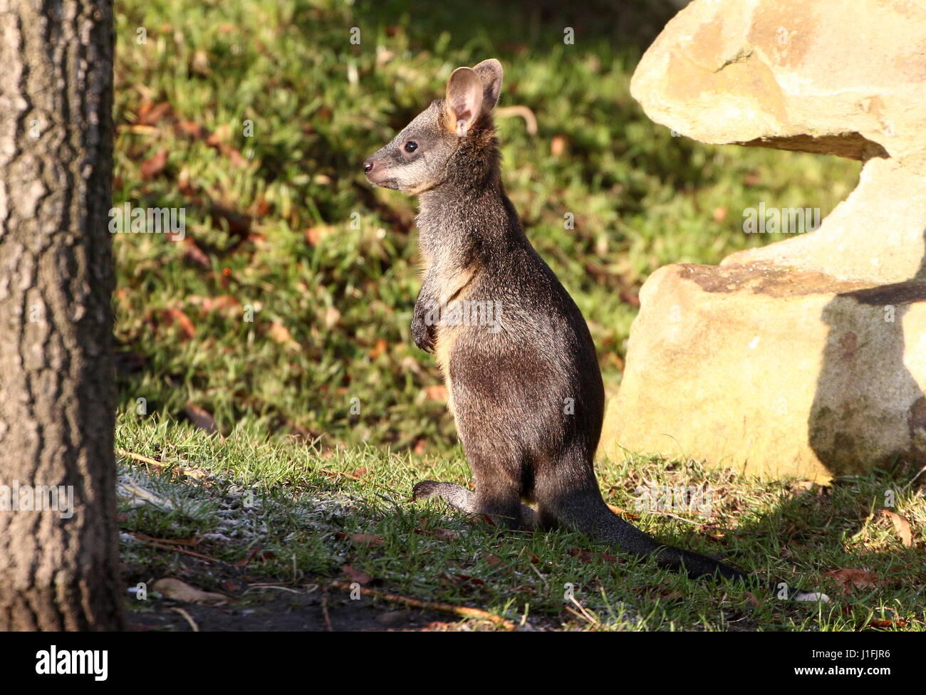 Swamp wallaby juvenile hires stock photography and images Alamy